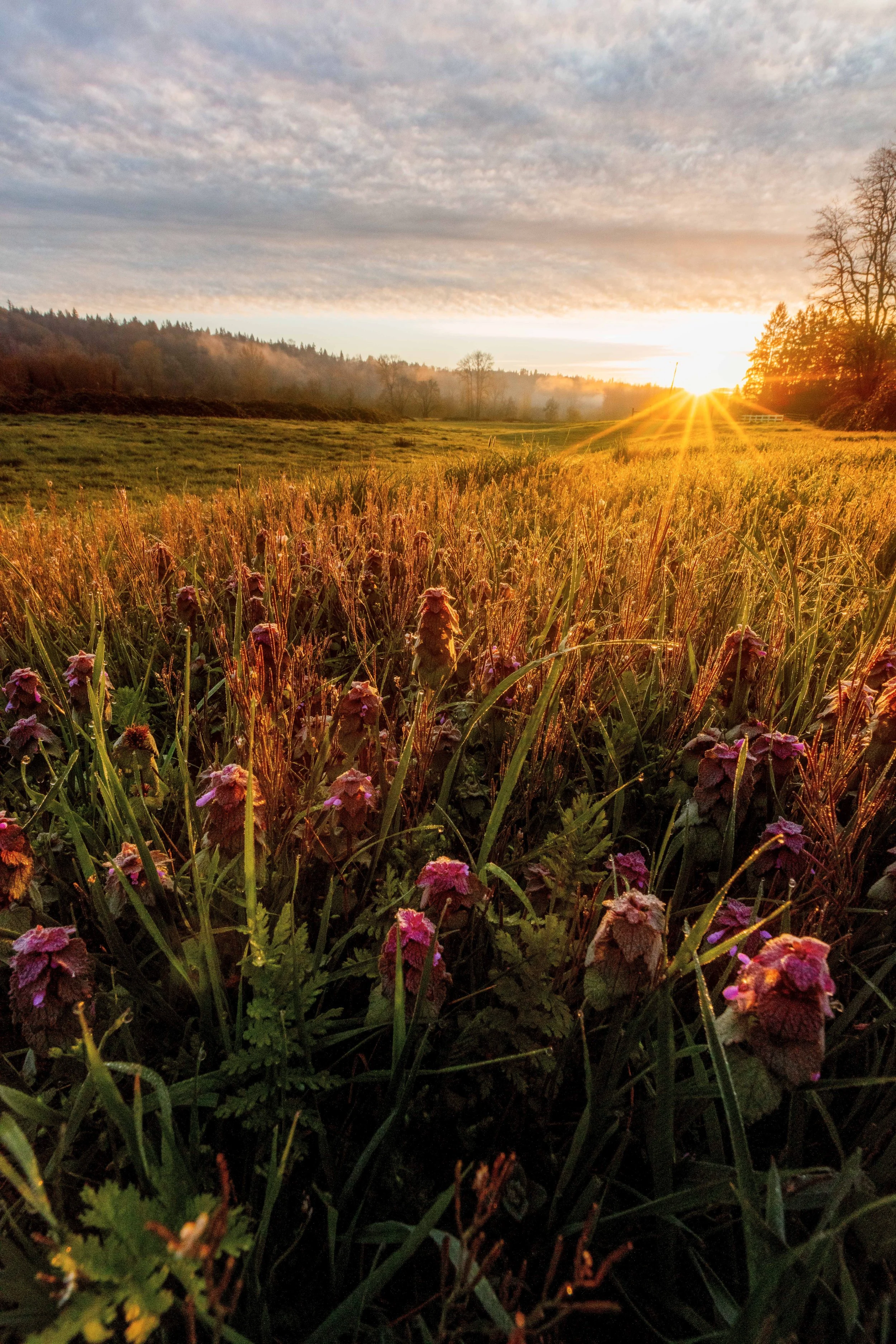 Purple Dead Nettle Sunrise Web size.jpg