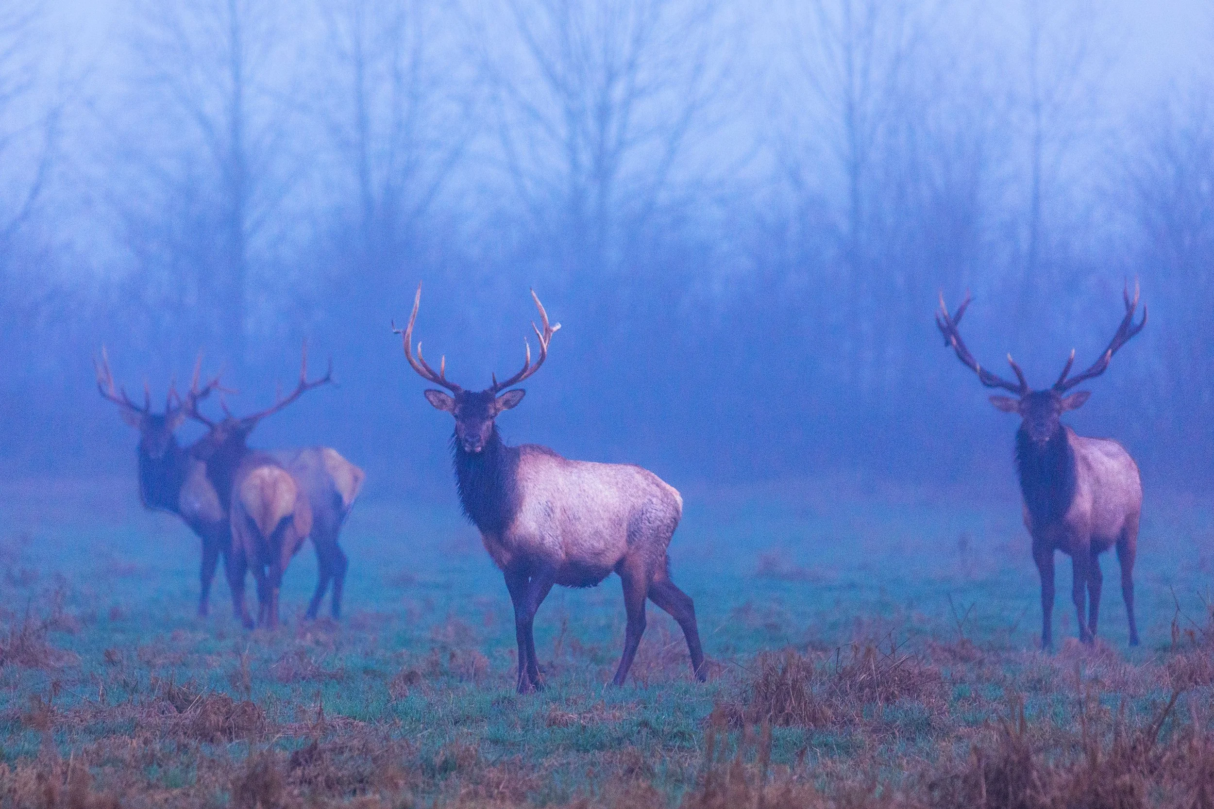 Elk herd in Carnation websize.jpg