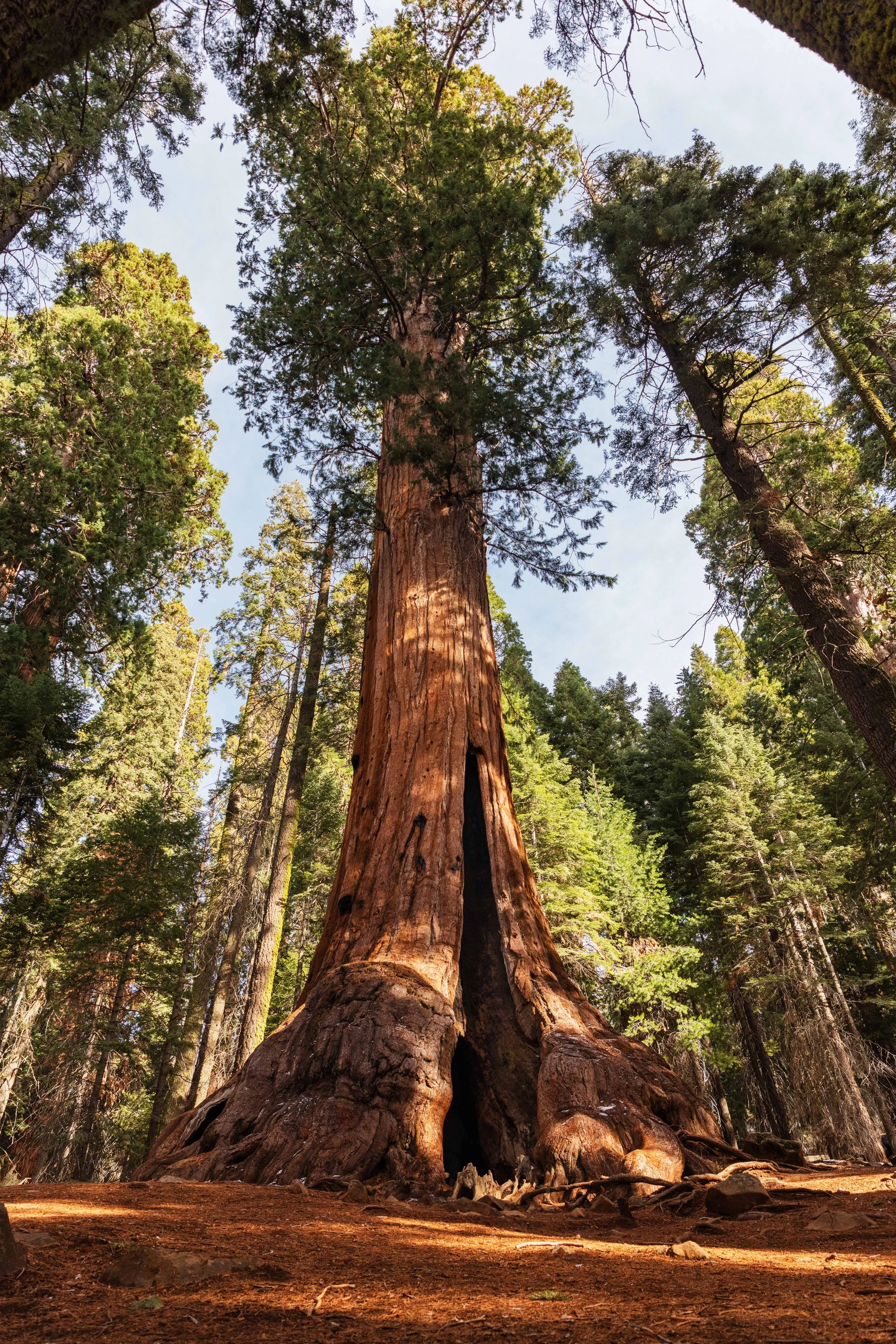 Large Sequoia Websize.jpg
