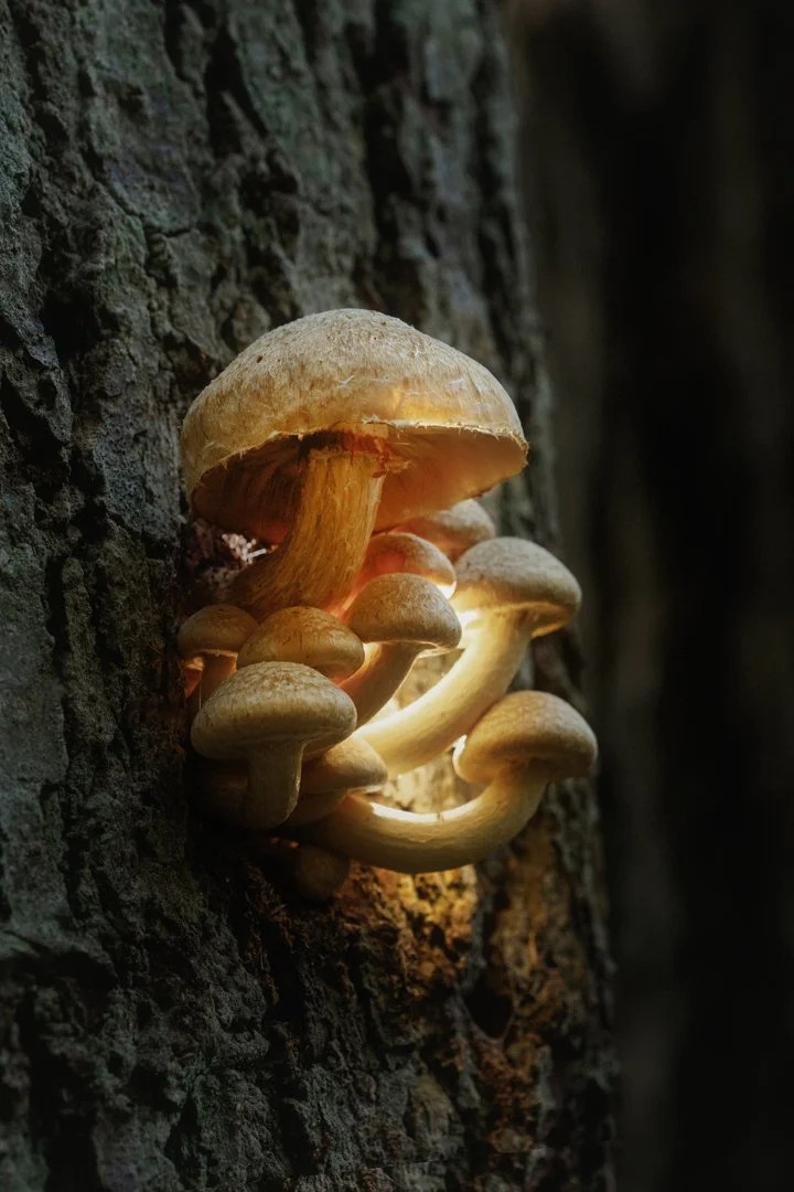 Shrooms Out of Tree.jpg