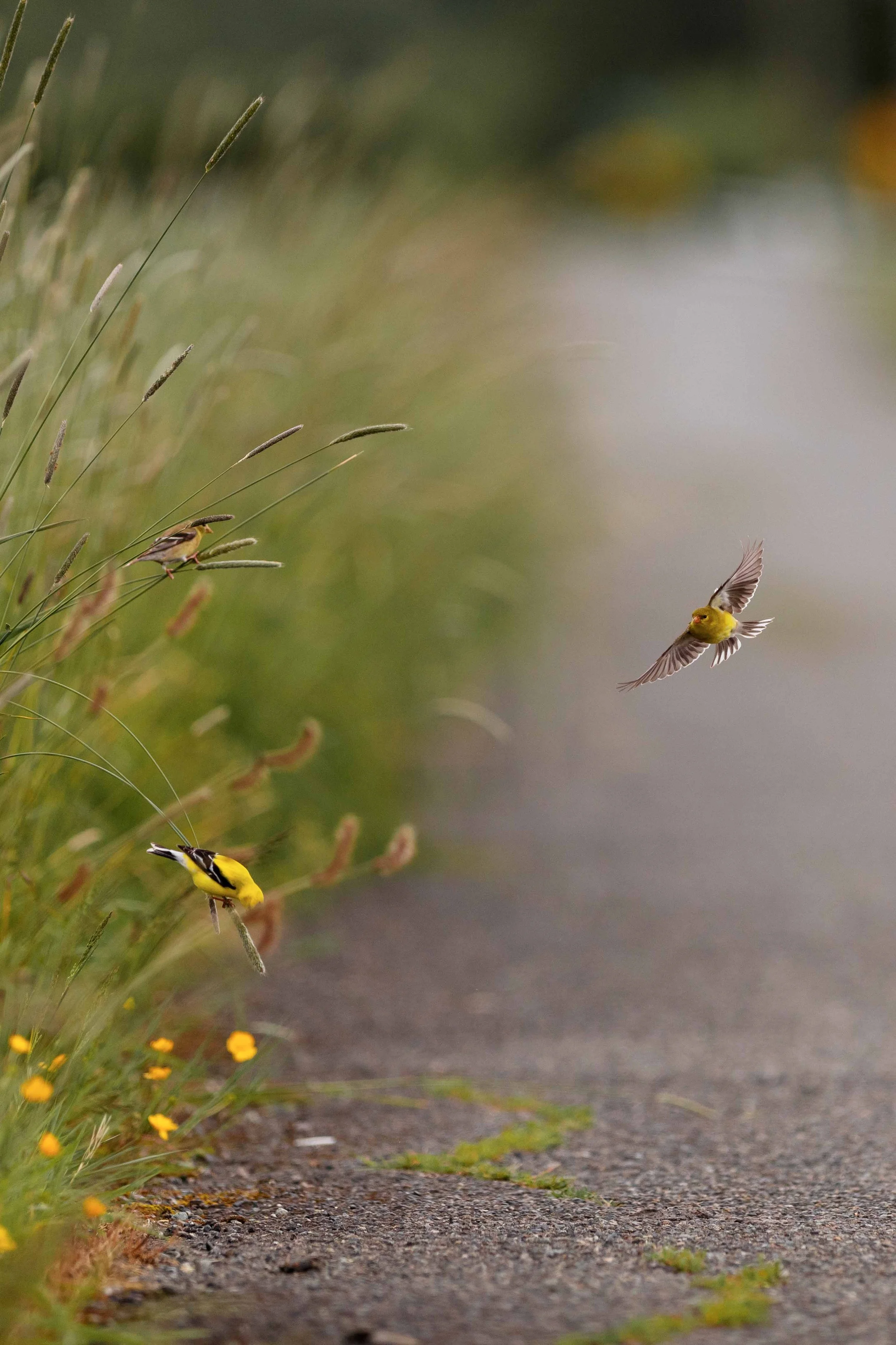 GoldFinch in Flight websize.jpg