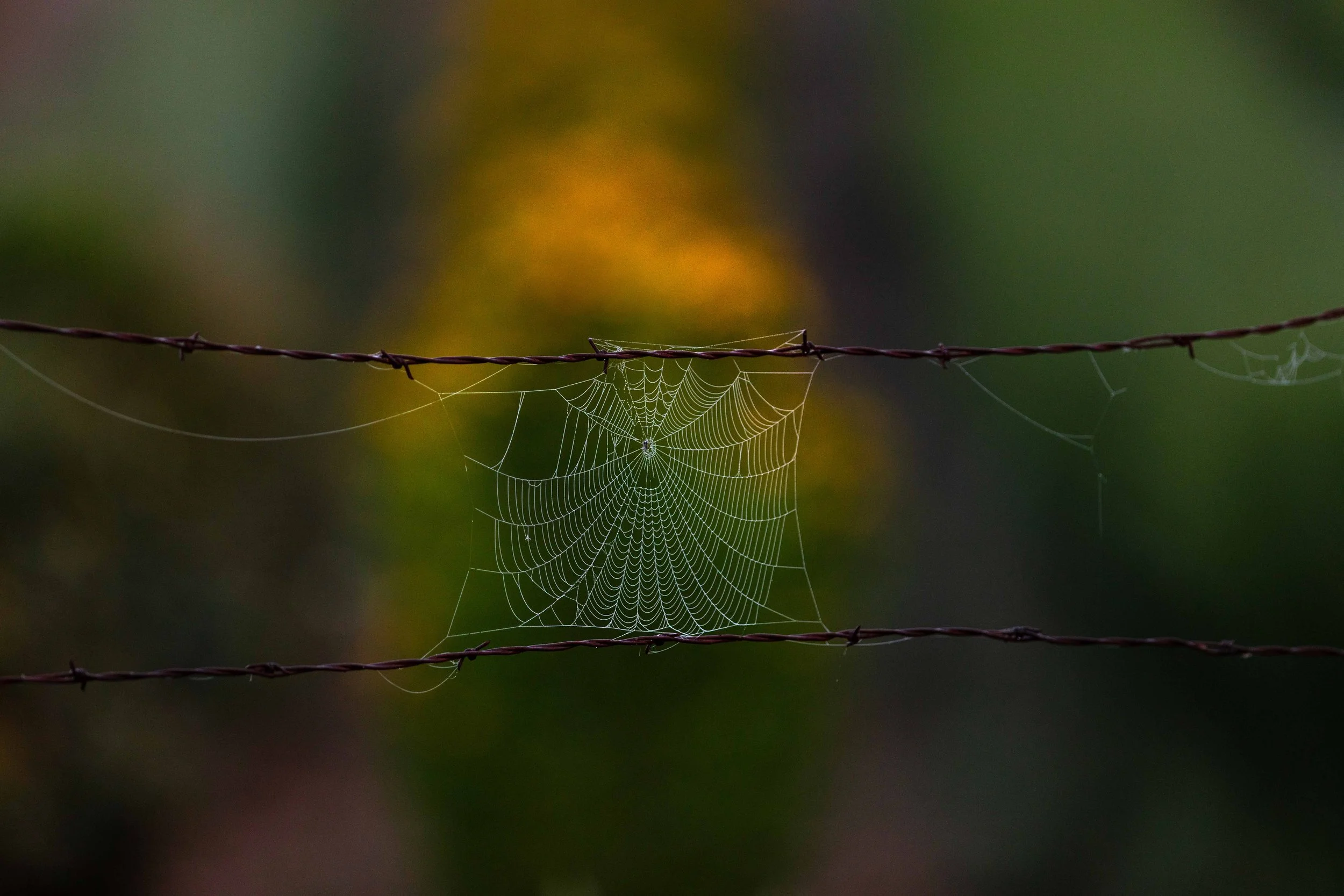 Spiderweb on Barbed Wire websize.jpg