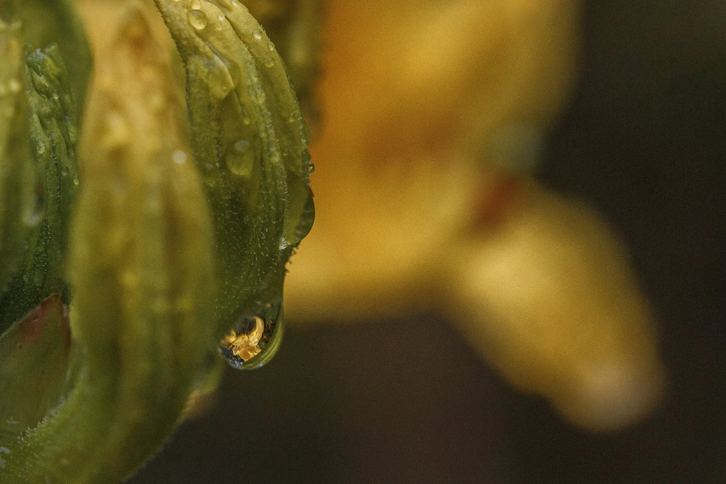Reflection of Azalea.jpg
