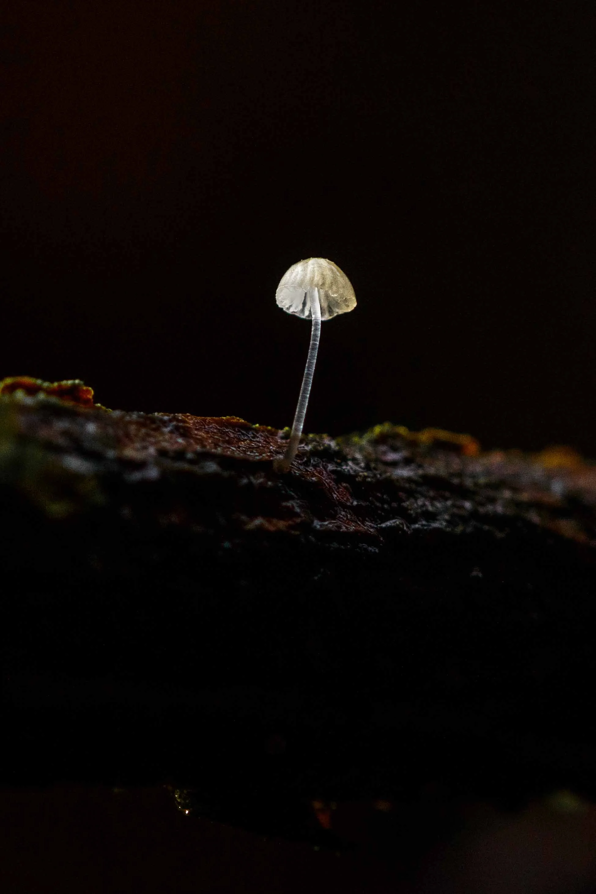 Delicate Mushroom websize.jpg