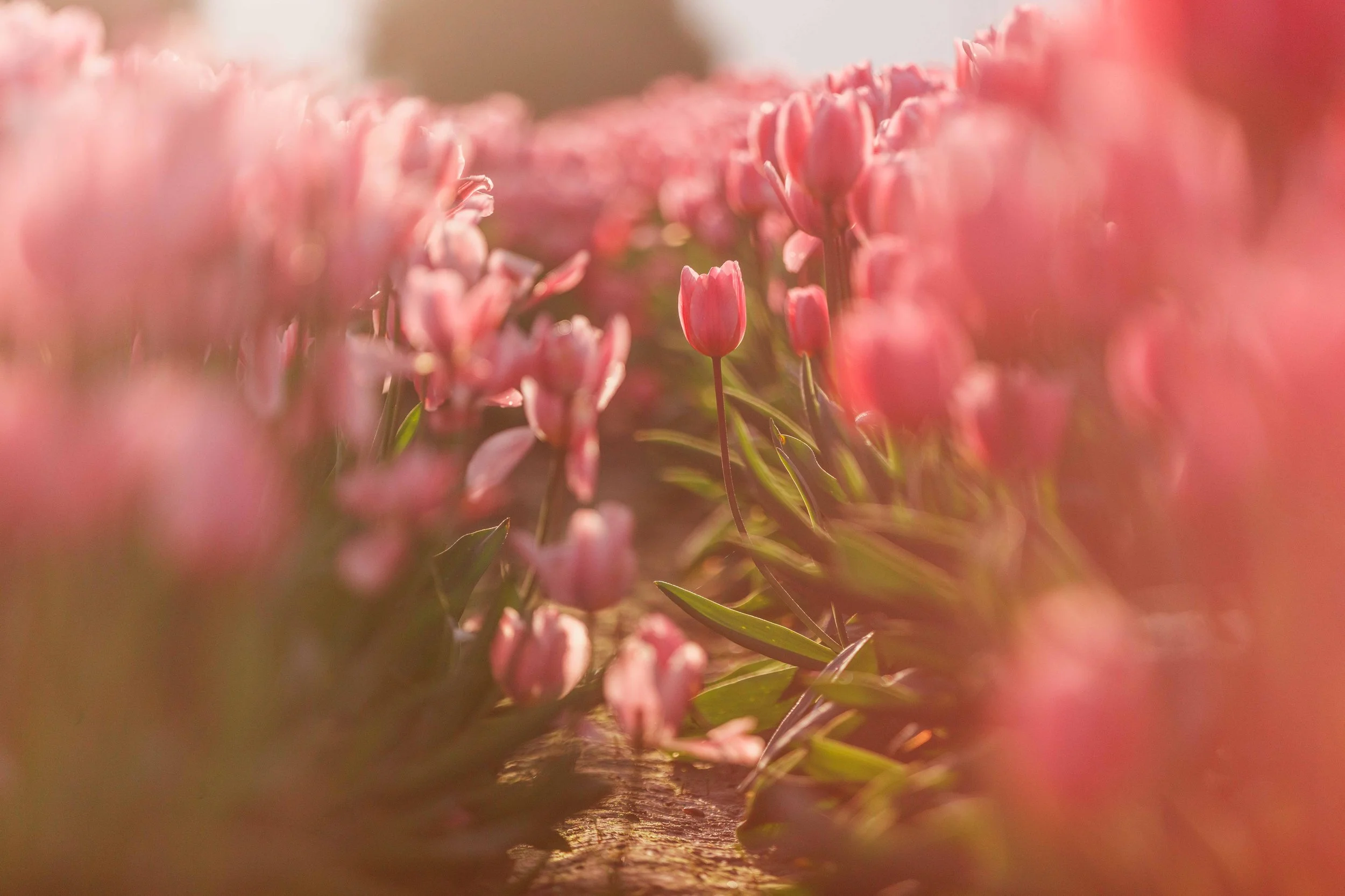 Pink Tulips in the Sun websize.jpg