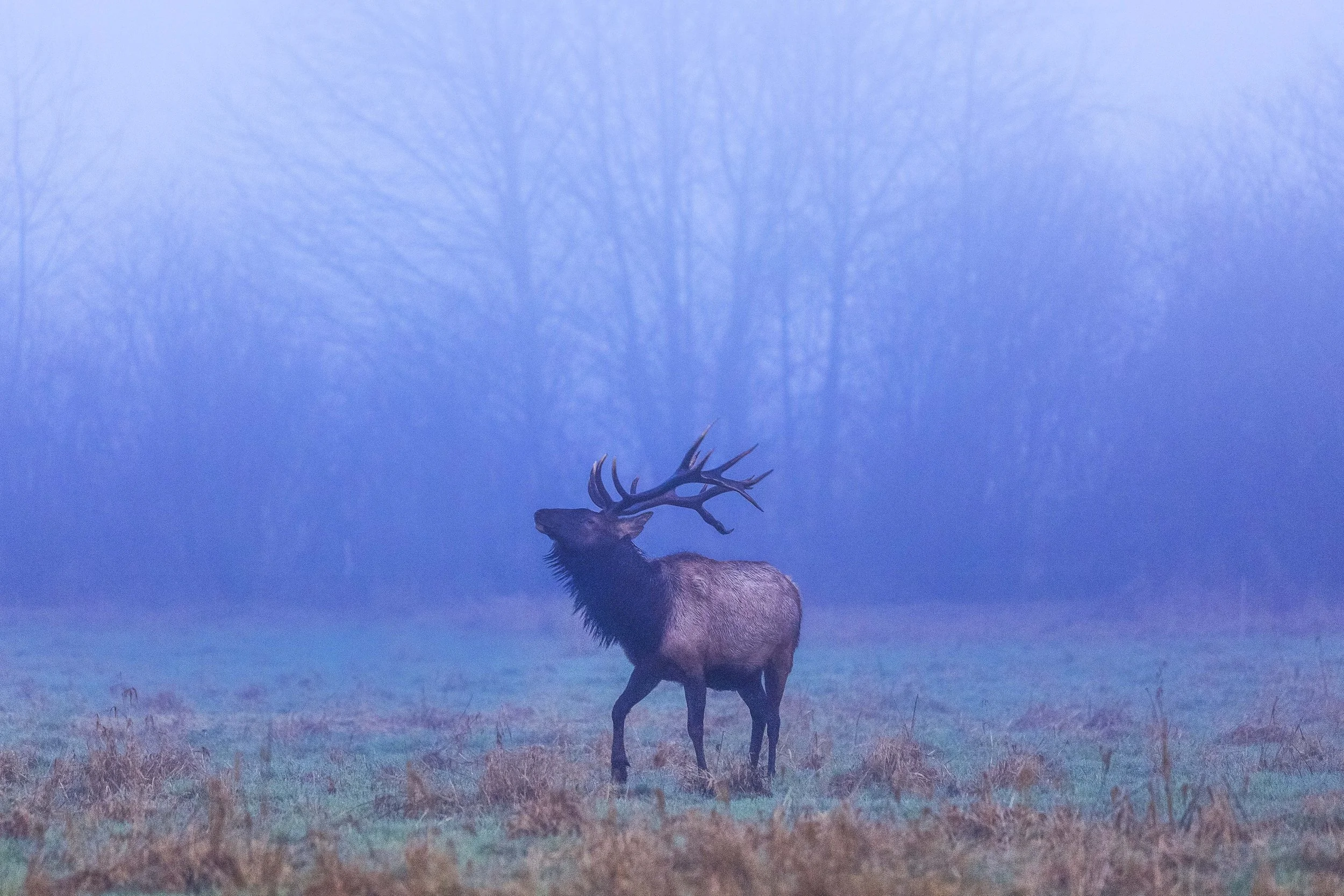 Bull Elk in Carnation Websize.jpg