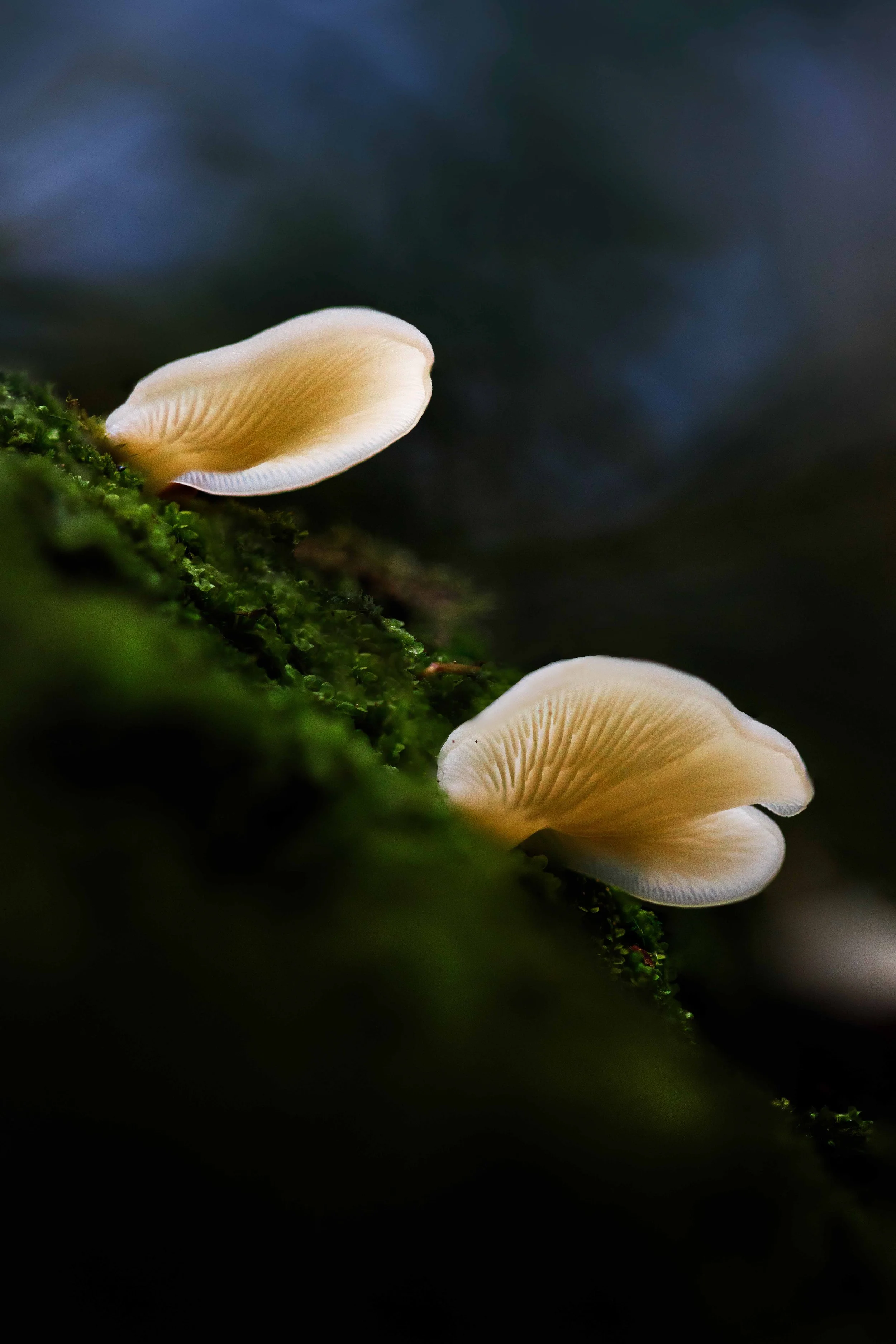 Oyster Mushrooms Websize.jpg