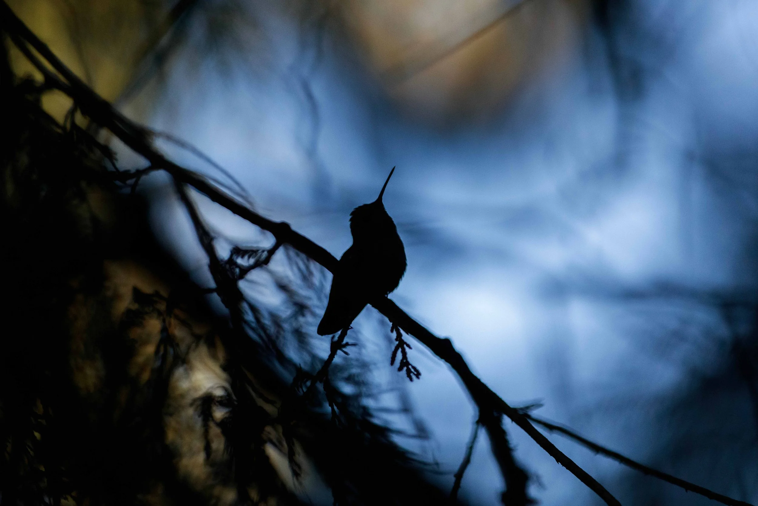 Silhouette of a Hummingbird websize.jpg