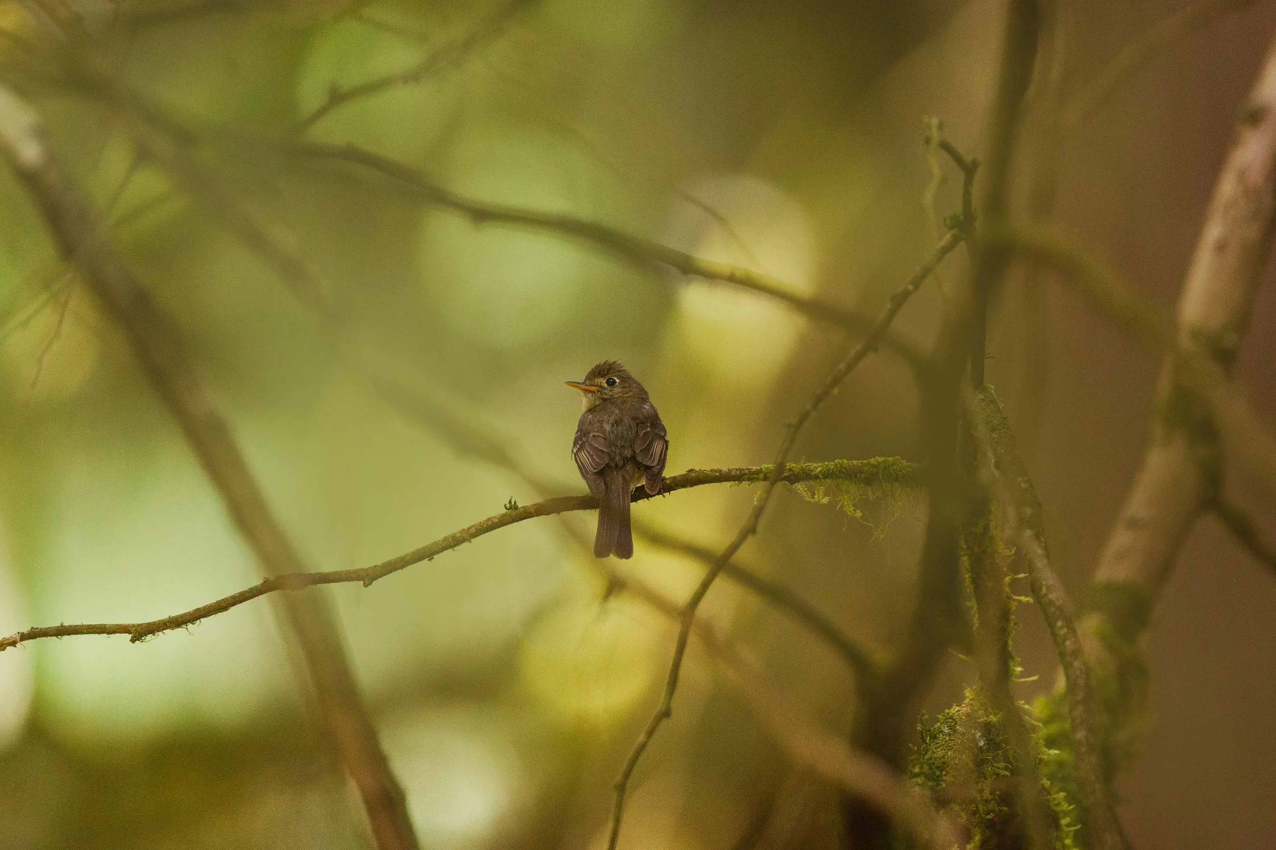 Flycatcher in the trees websize.jpg
