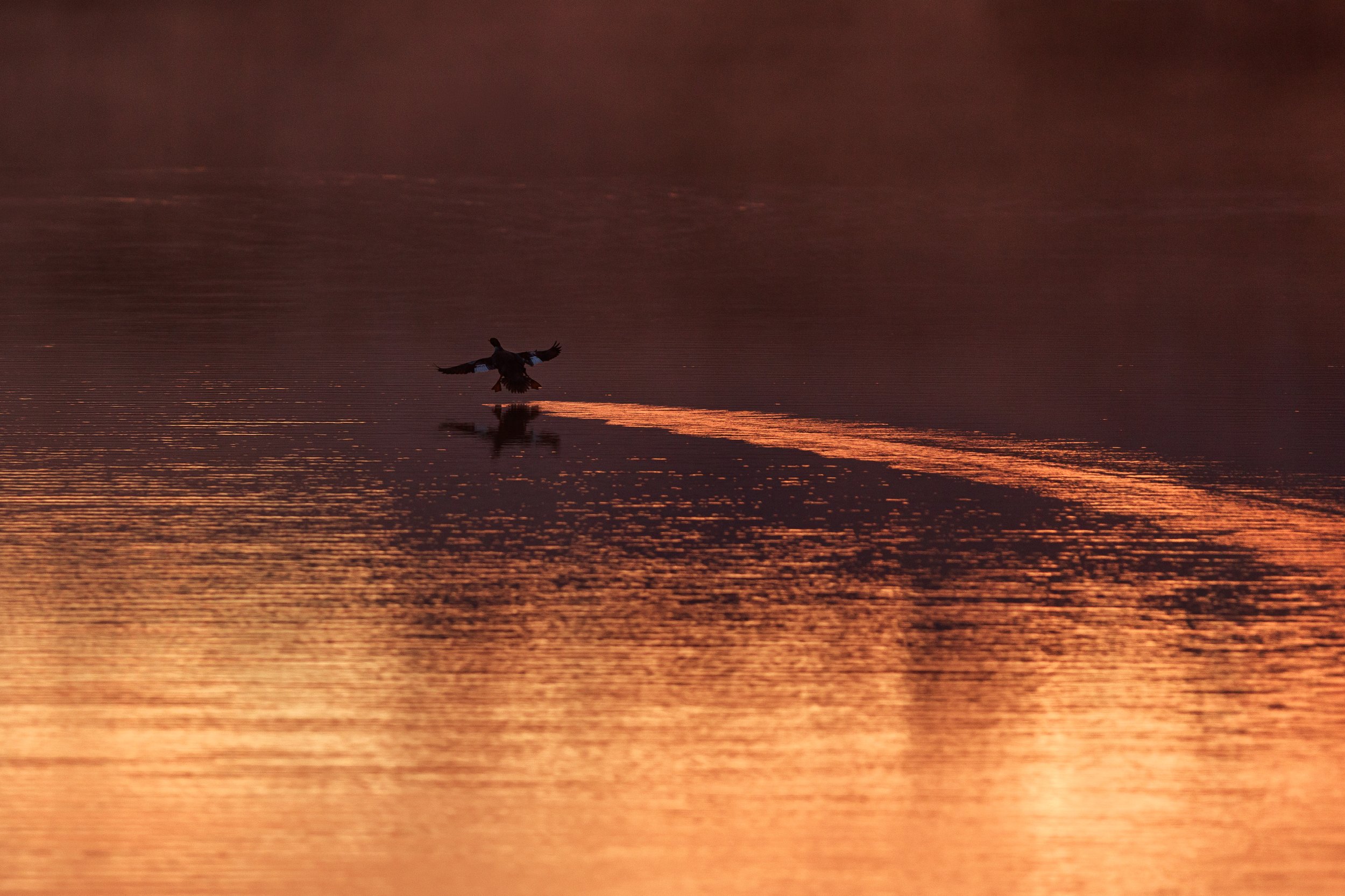 Gadwell Drake Landing on the Water.jpg