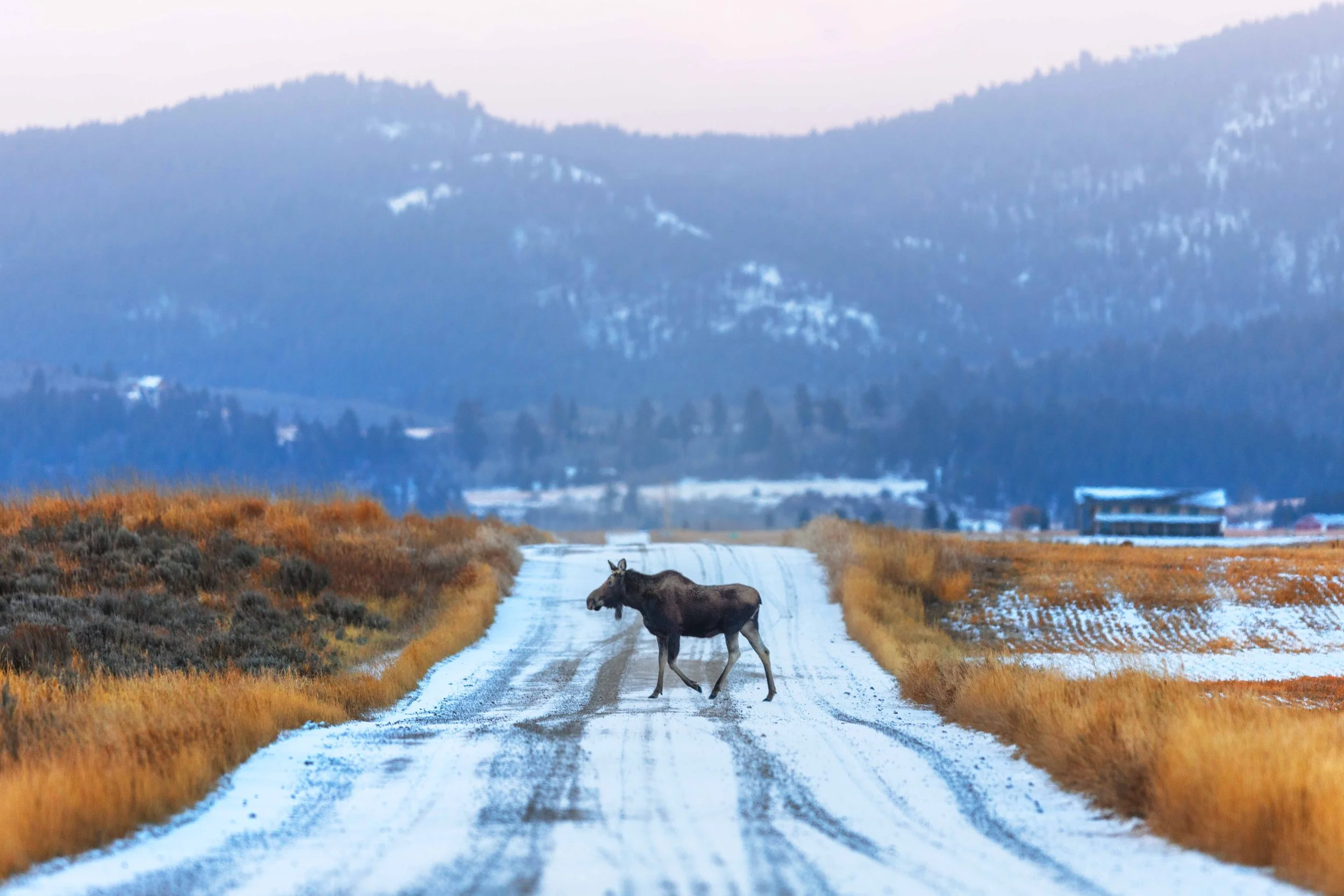 Moose Crossing the Road websize.jpg