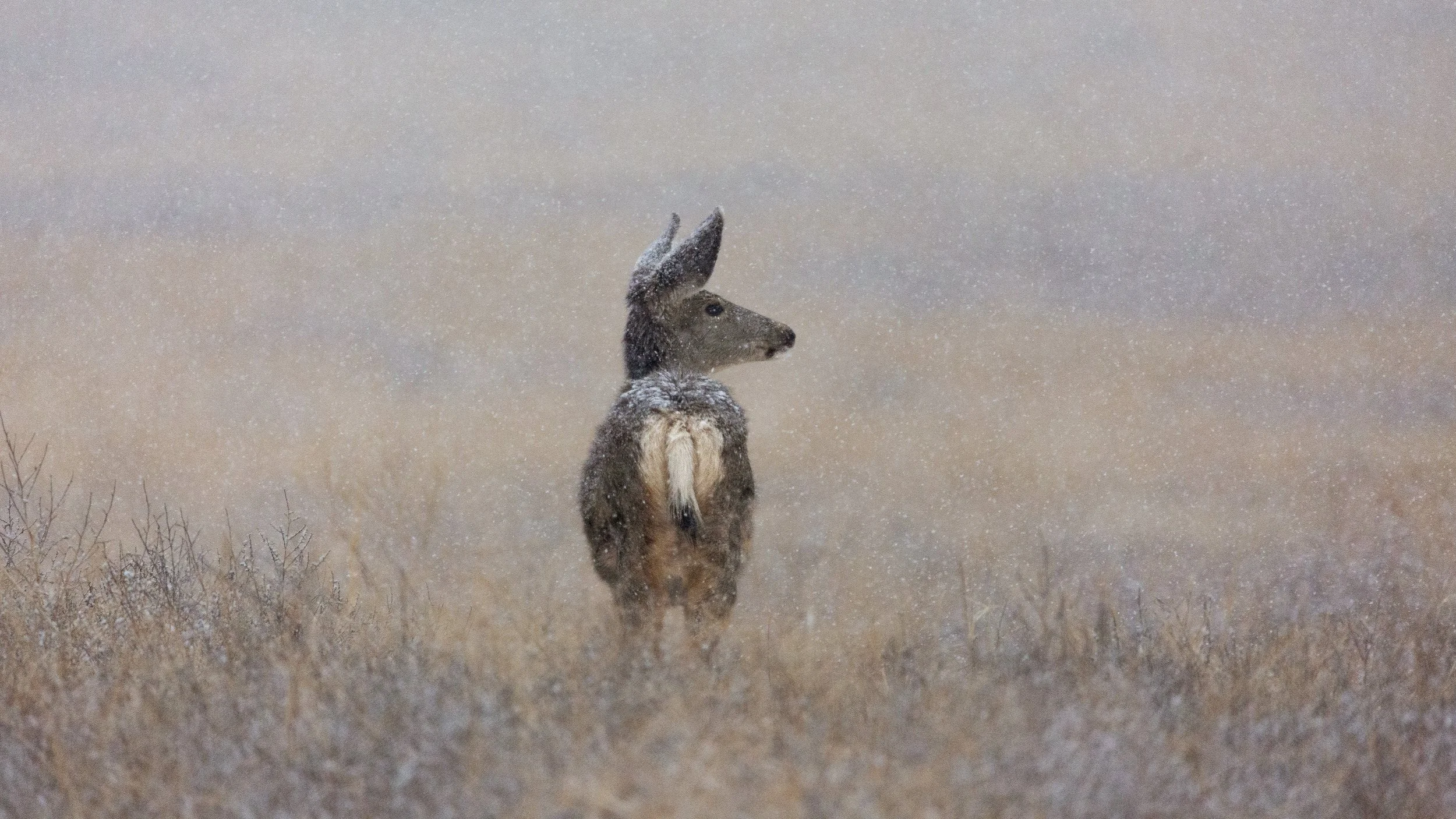 Deer During Snowfall.jpg