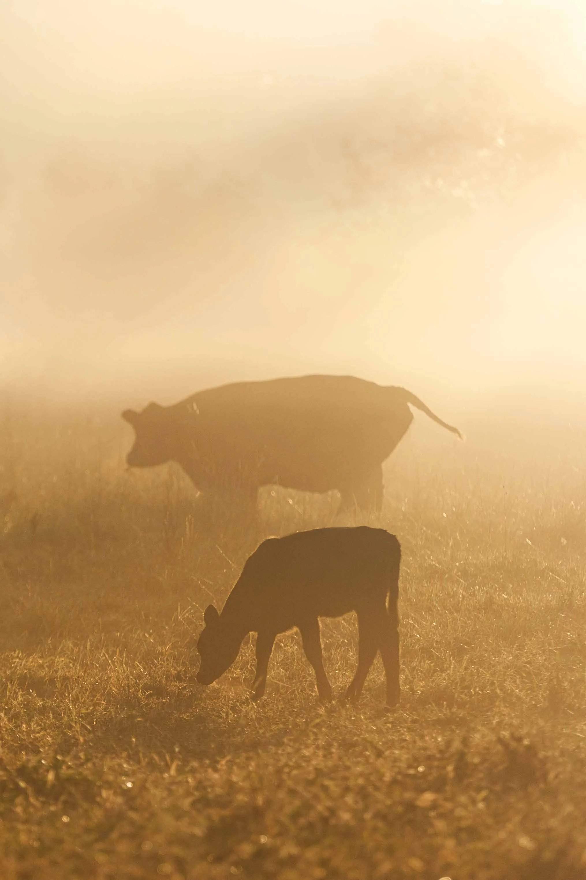 Generations websize.jpg