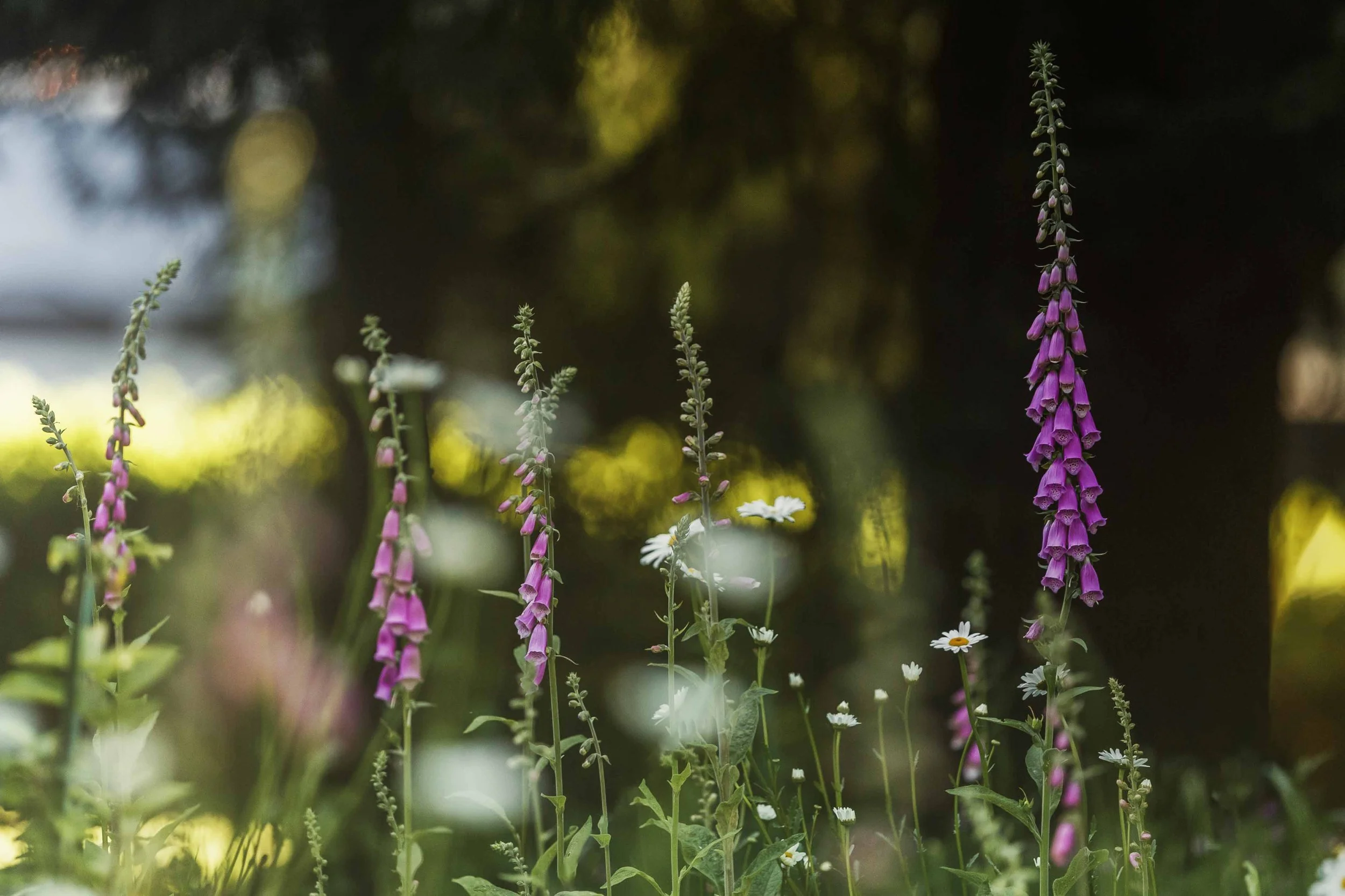 Foxglove in the Light websize.jpg