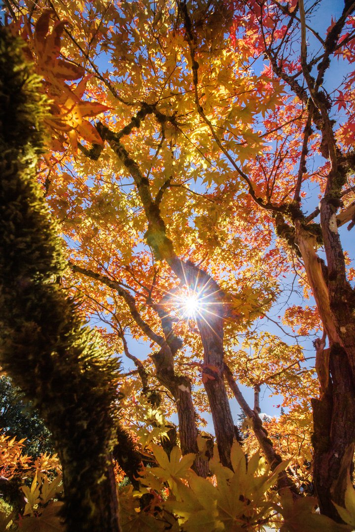 Japanese Maple Turning Colors.jpg