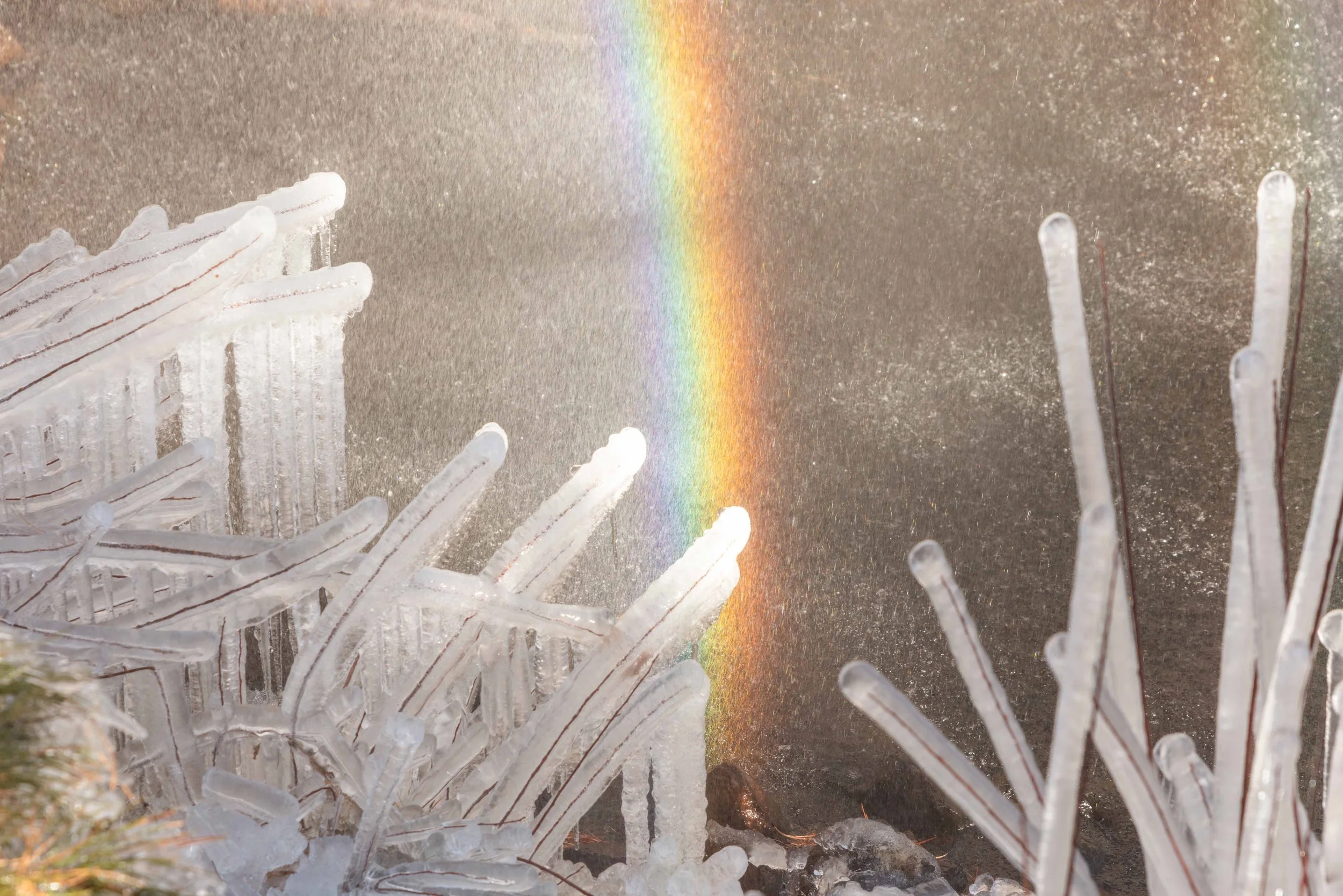 Sticks Covered in Ice with Rainbow websize.jpg