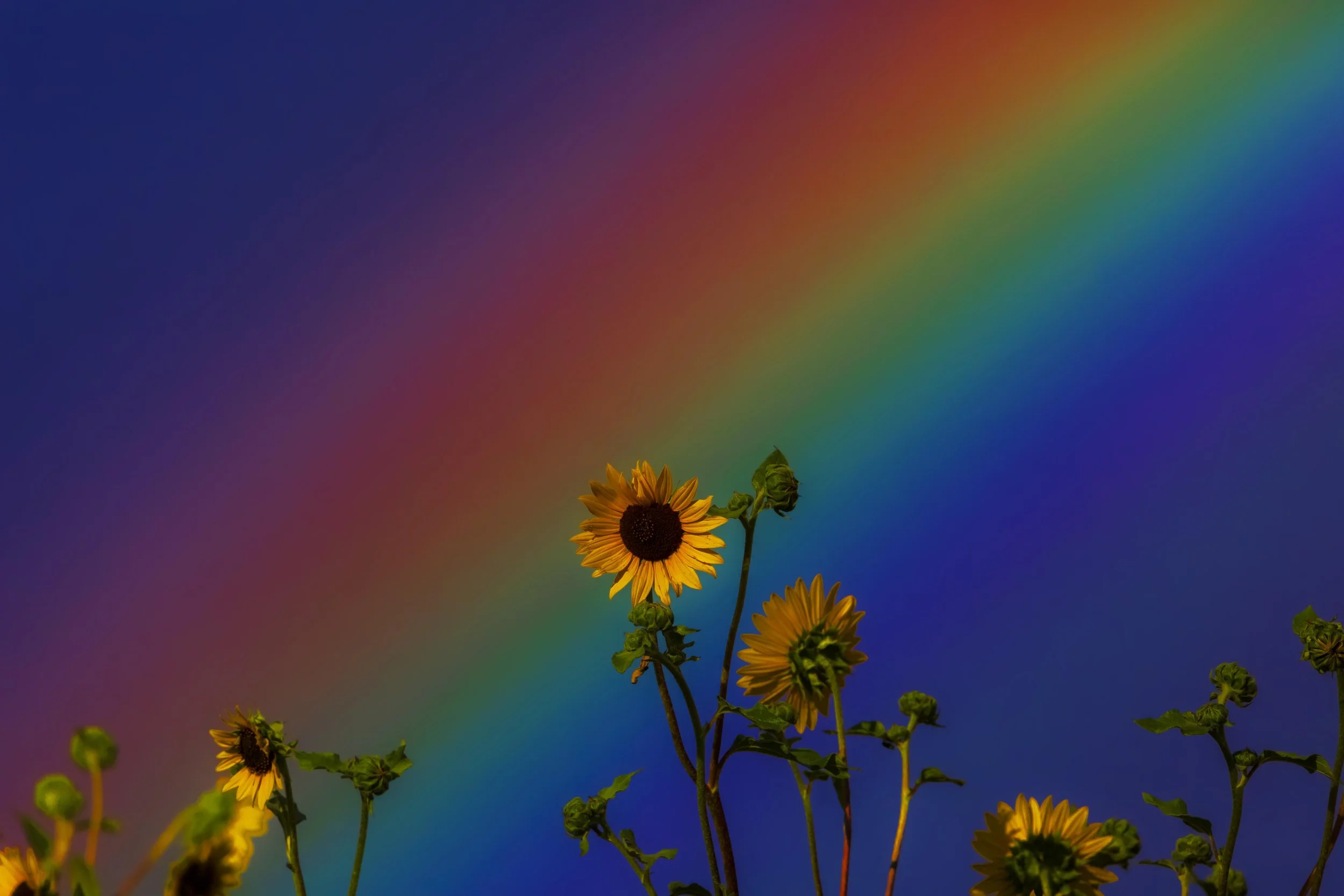 Rainbow Radiating Behind Sunflower websize.jpg