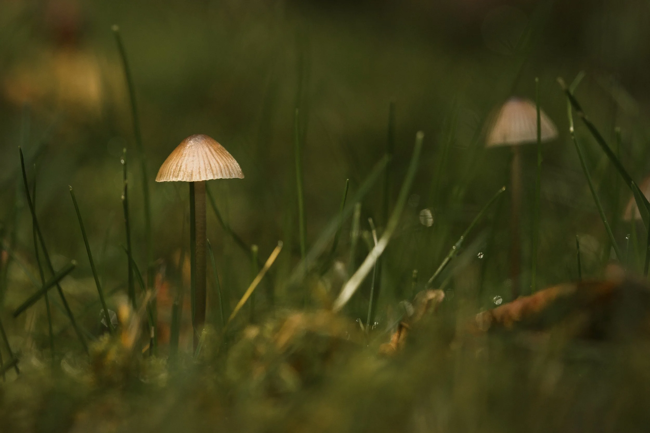 Mycena Lantern Mushroom.jpg