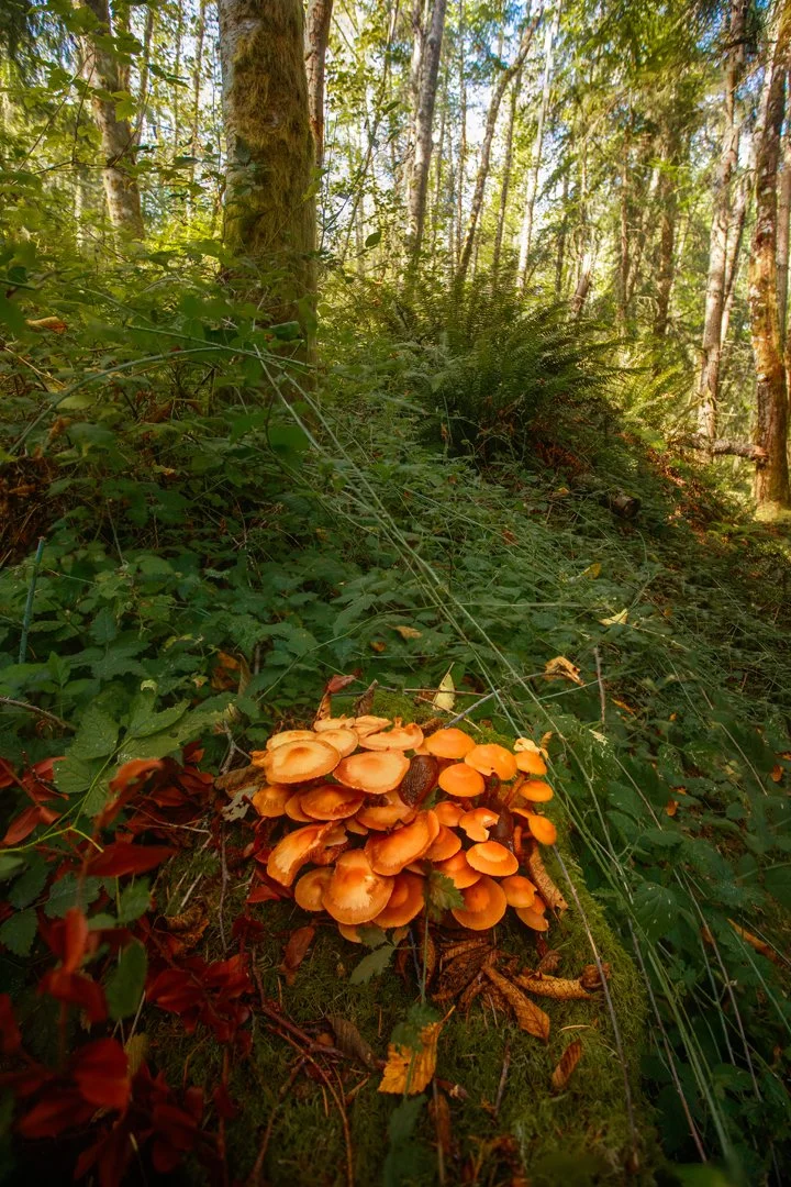 Mushrooms in the Forest.jpg