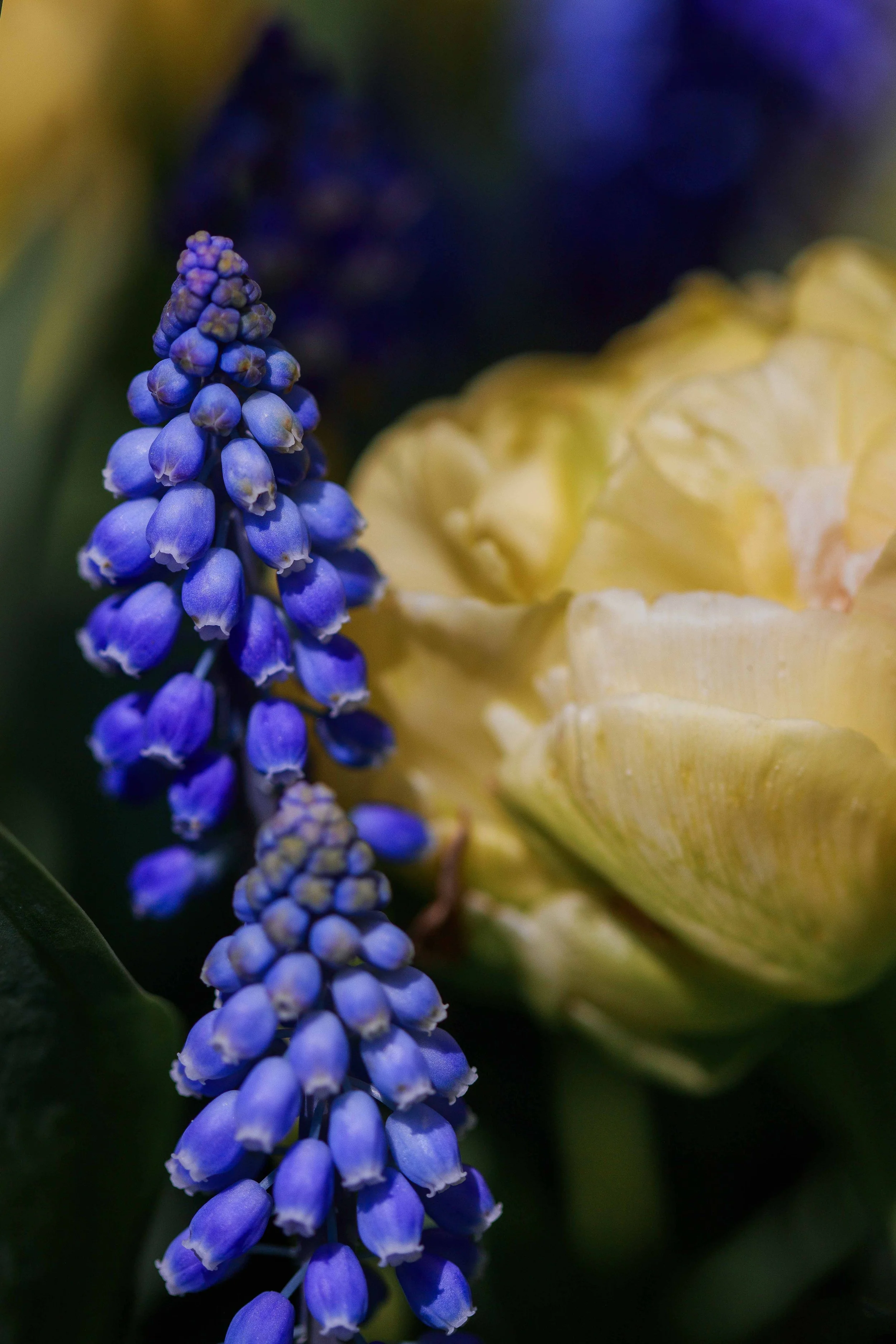 Hyacinth and Tulip Websize.jpg