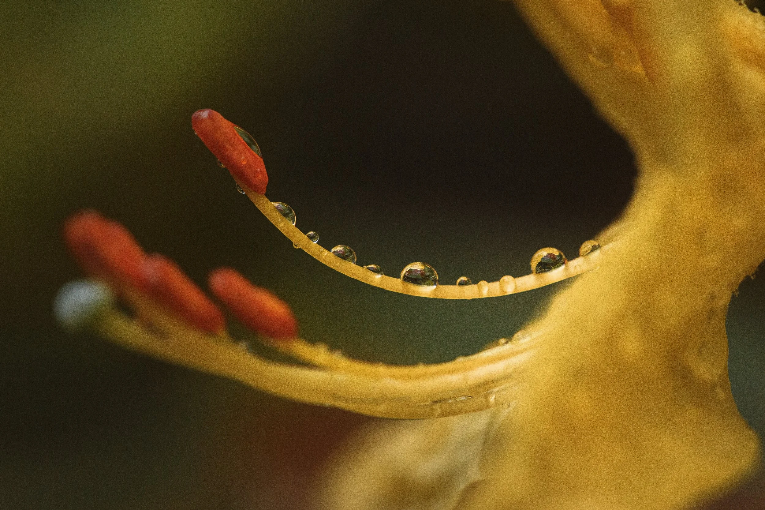 Droplets on an Azalea Flower.jpg