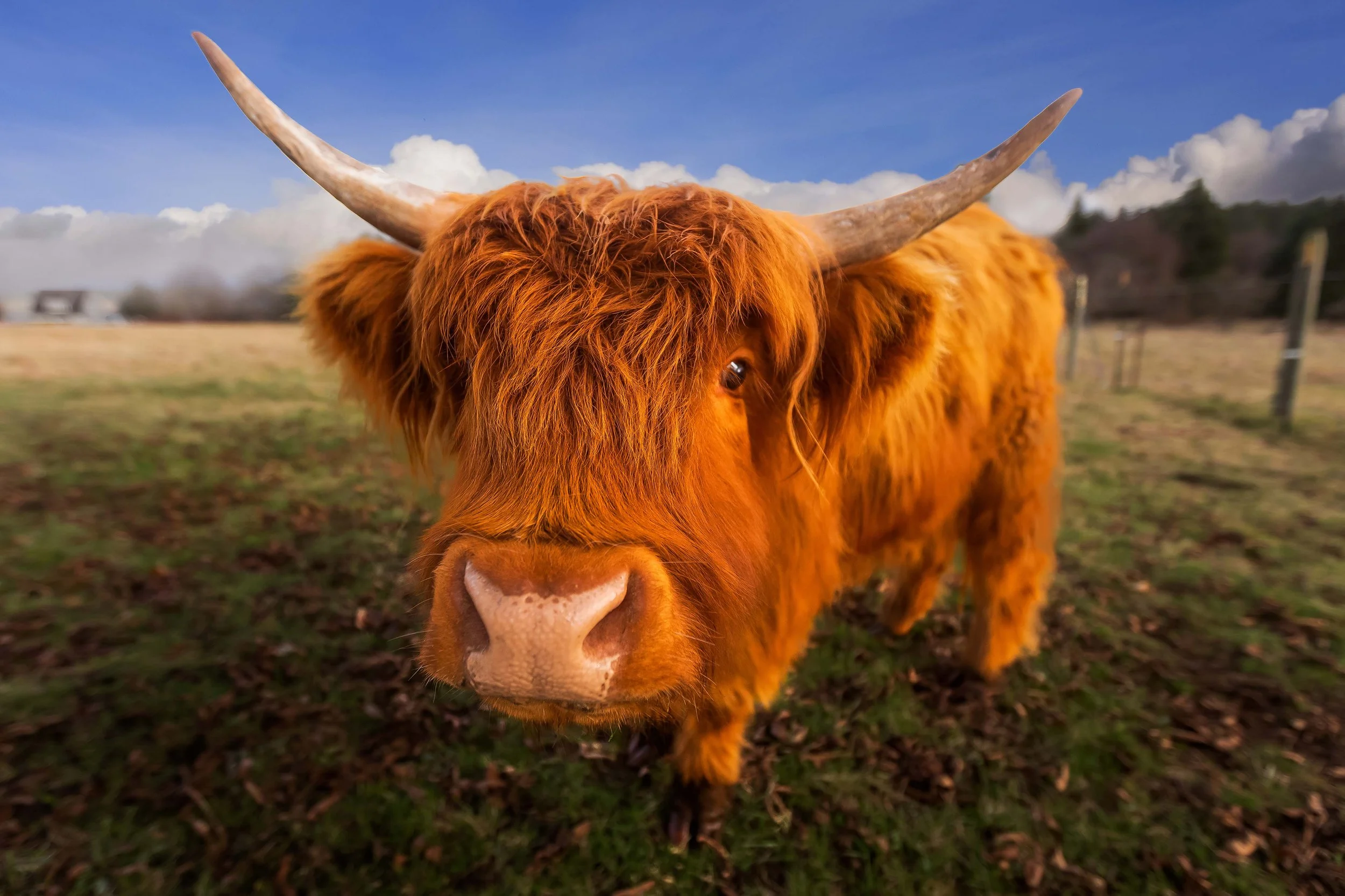 Highland Cow on Whidbey Island Web Size.jpg