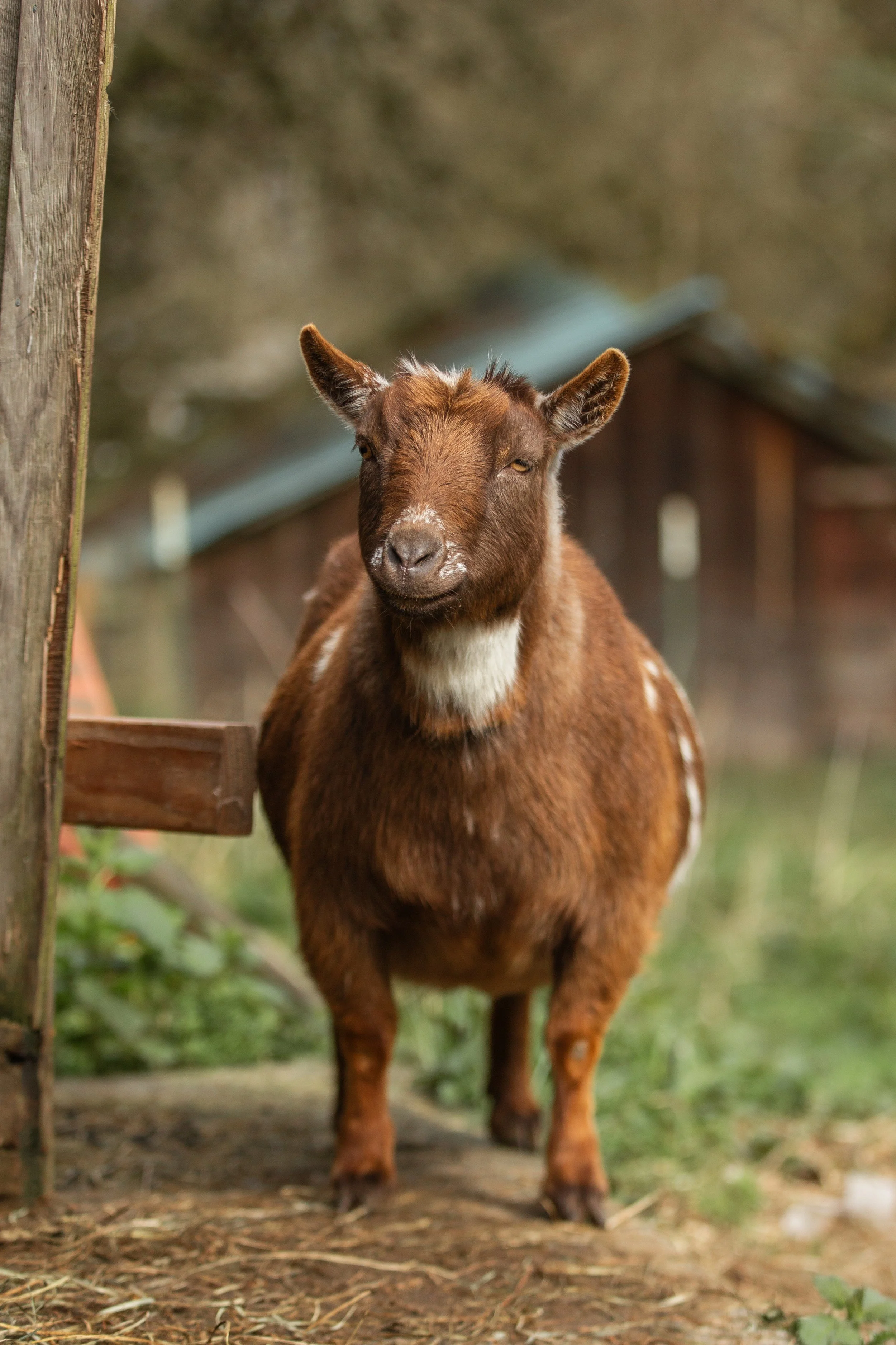 Brown Goat.jpg