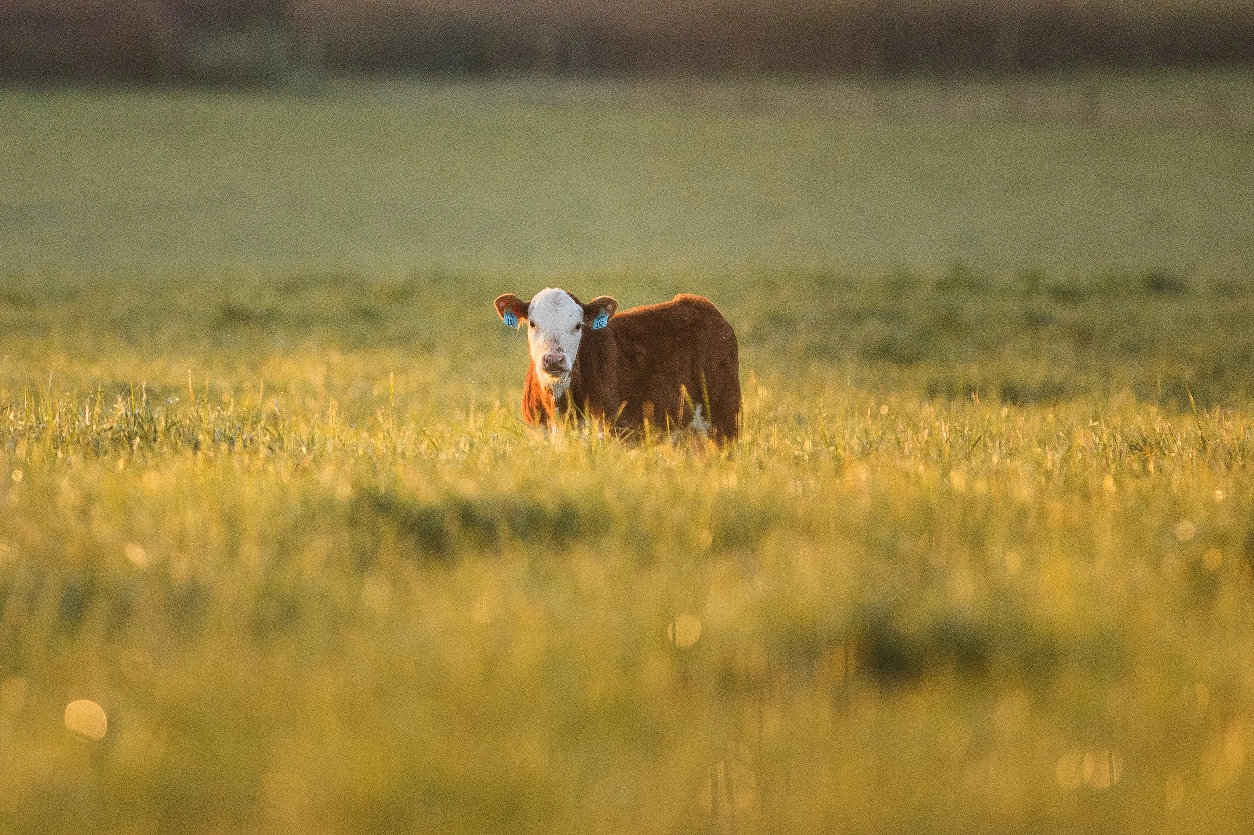 Calf in Field at Sunrise.jpg