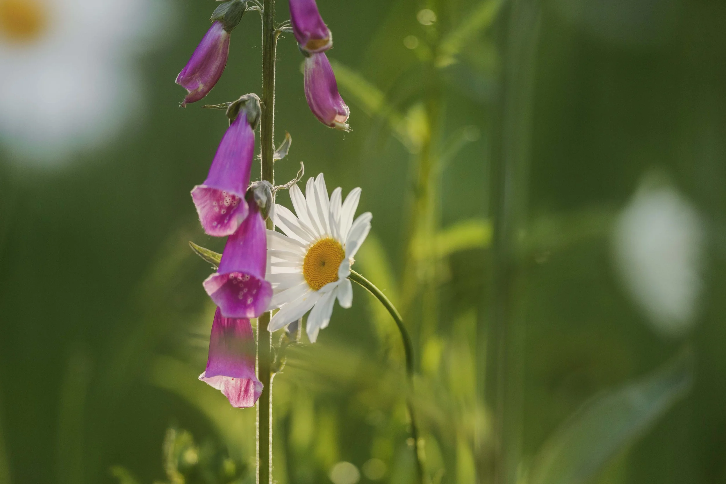 Roadside Flowers in Spring Websize.jpg