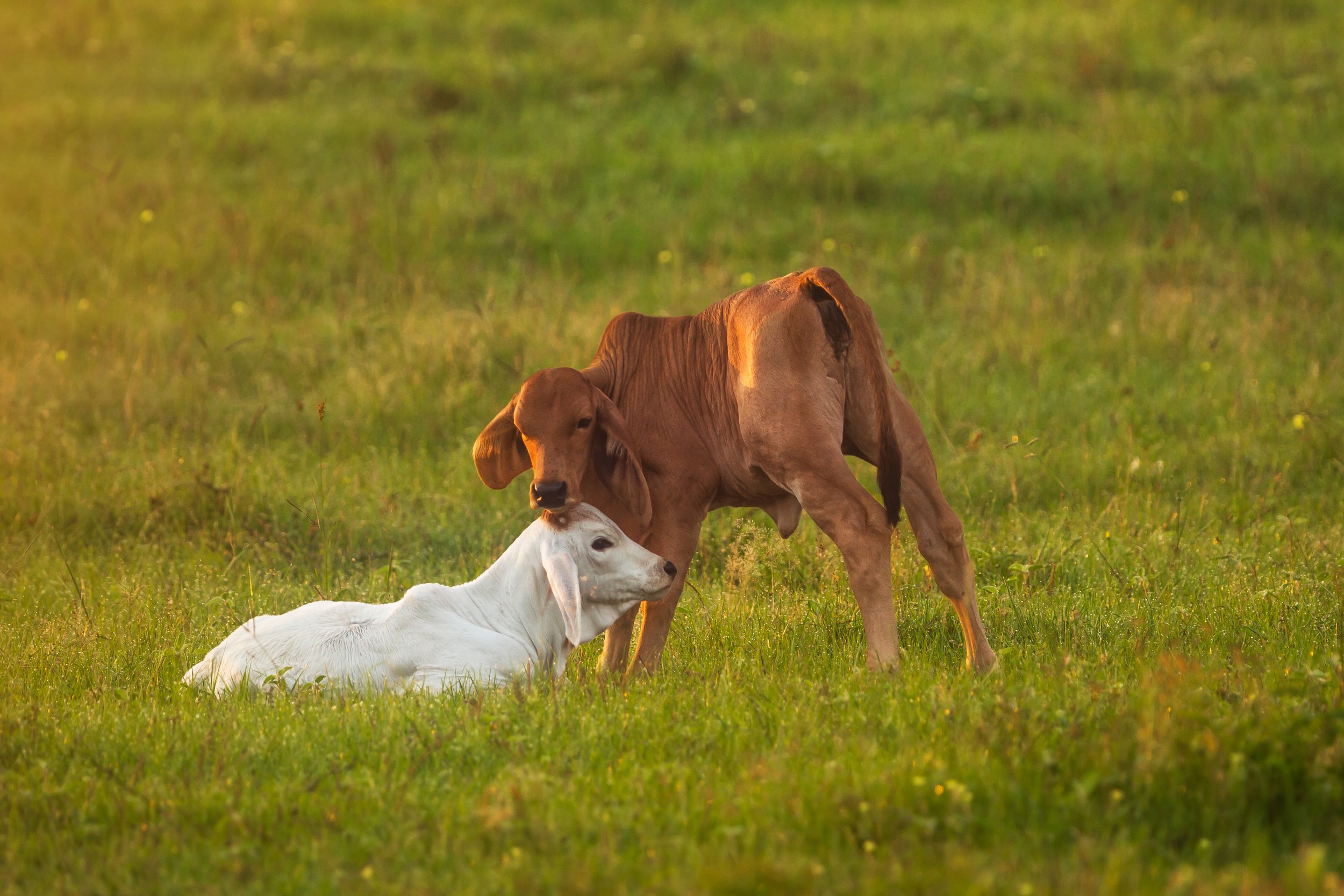 Brahman Calves in TX.jpg