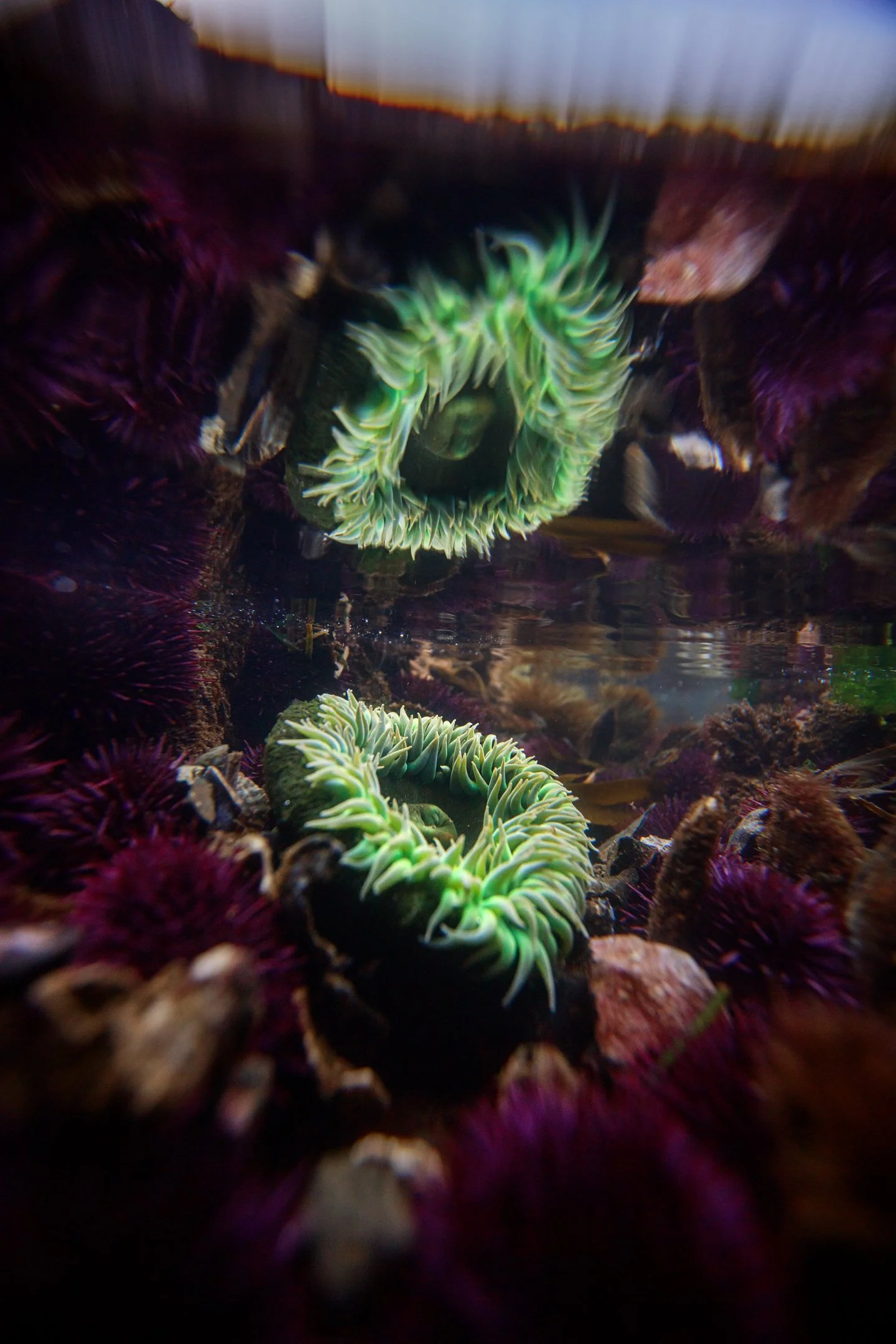 Green Anemone Reflection.jpg