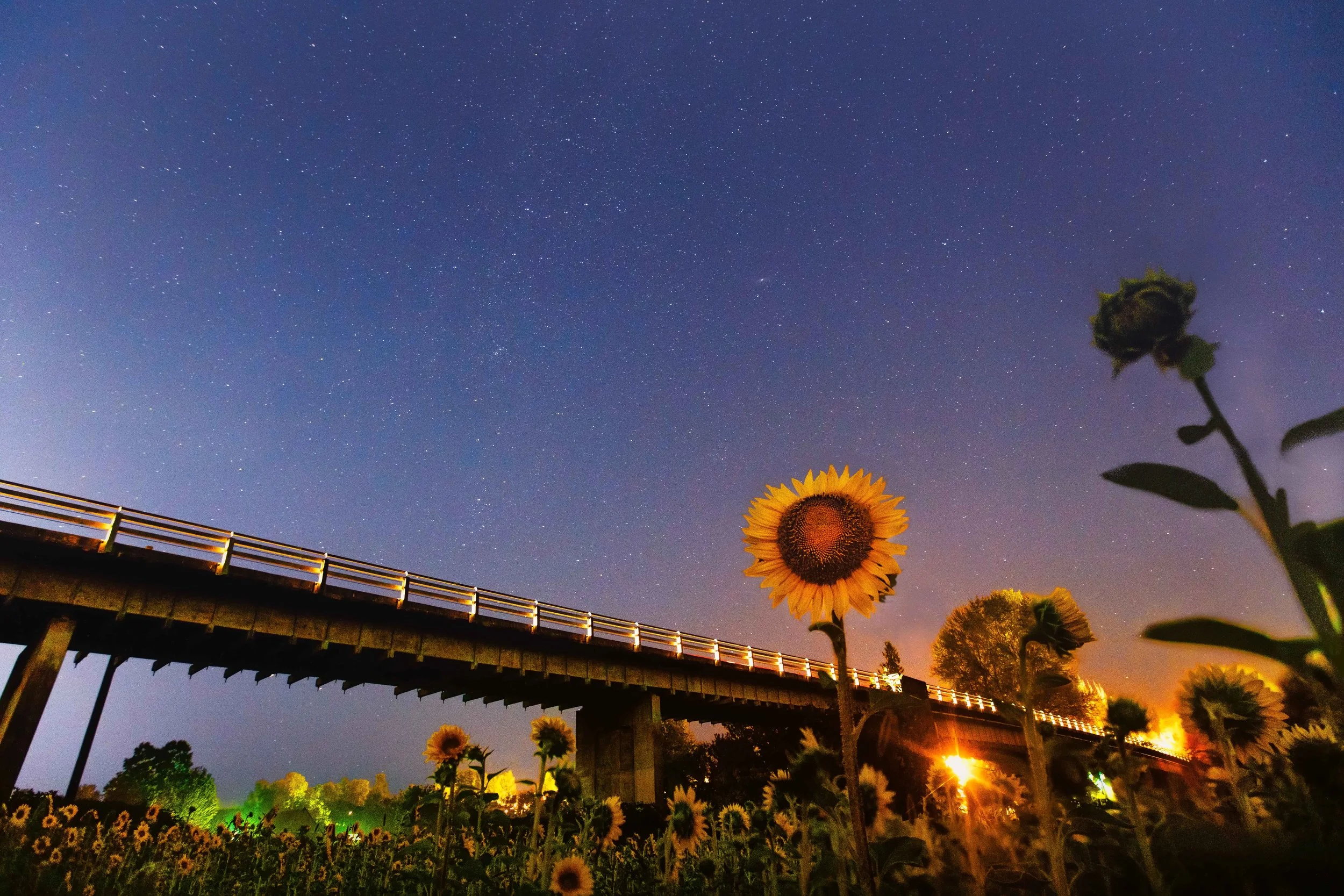 Muddy Boots Farm at Night Websize.jpg