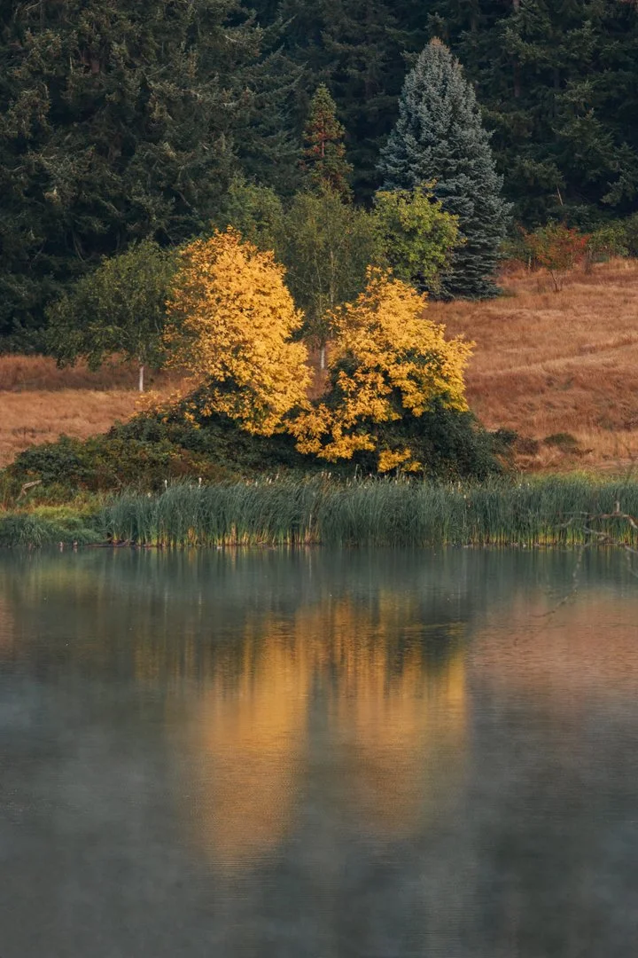 Tree Reflection on the Lake.jpg