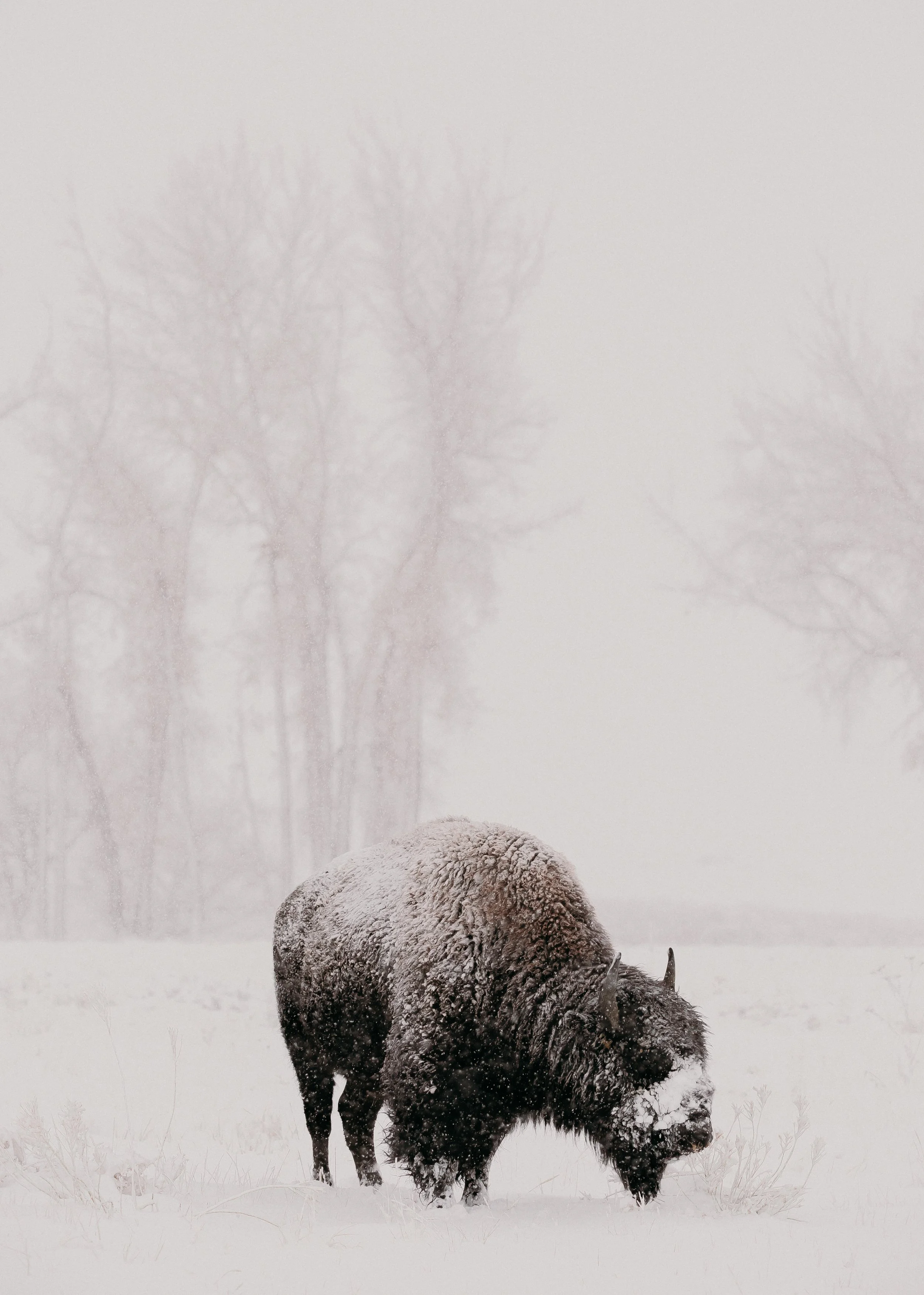 Bison in Snow.jpg