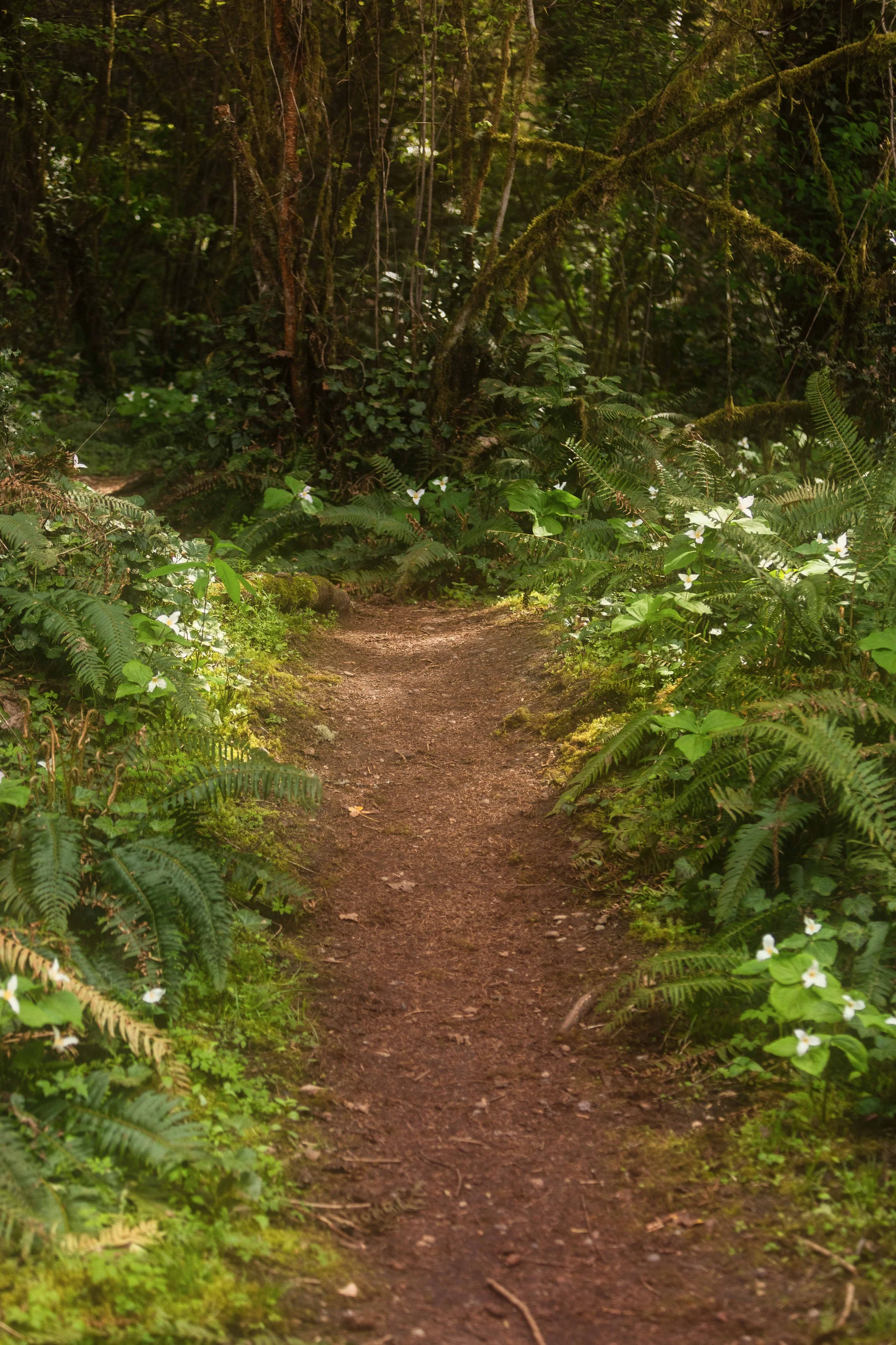 Path in Trillium Websize.jpg