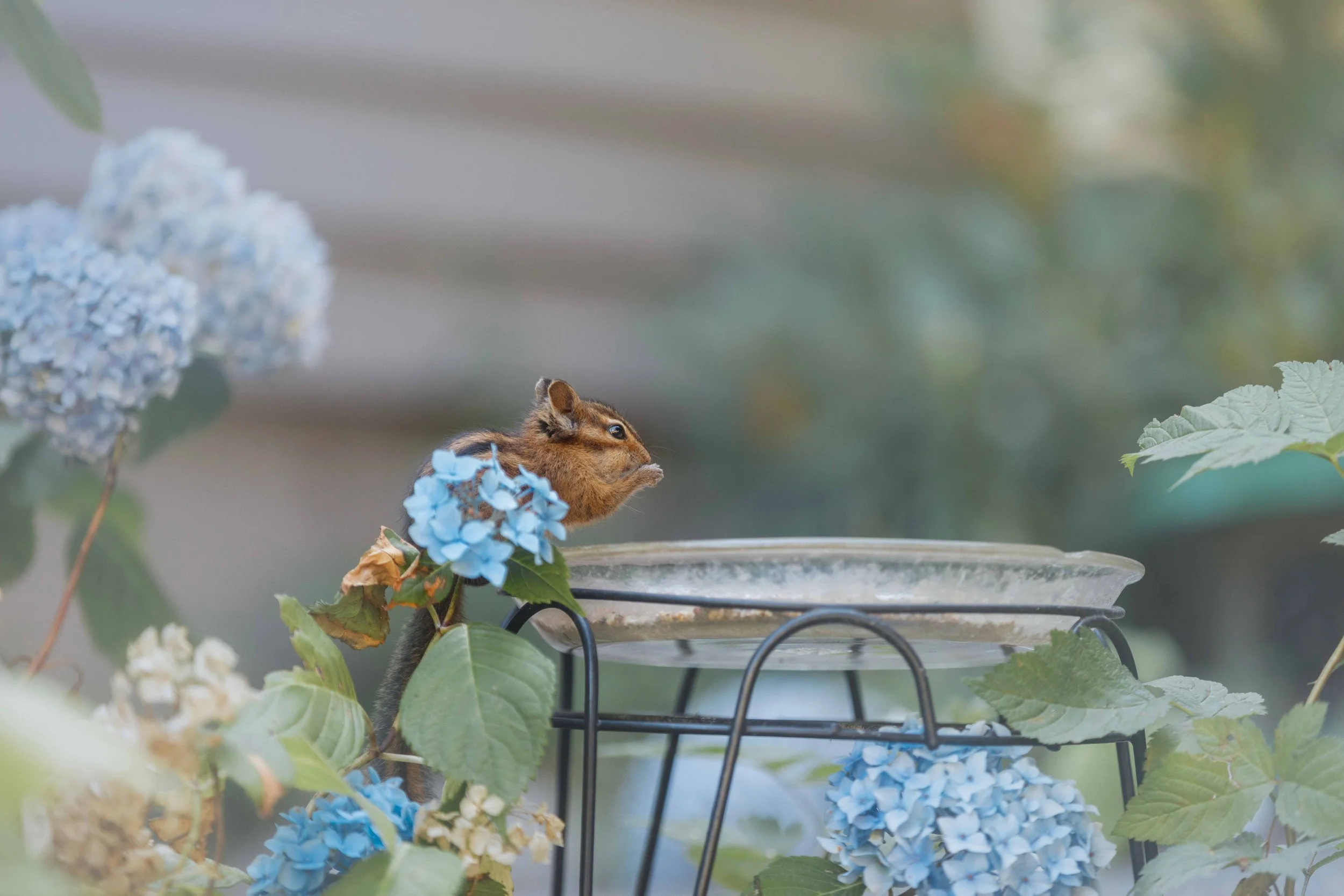 Niblet with a Hydrangea Websize.jpg