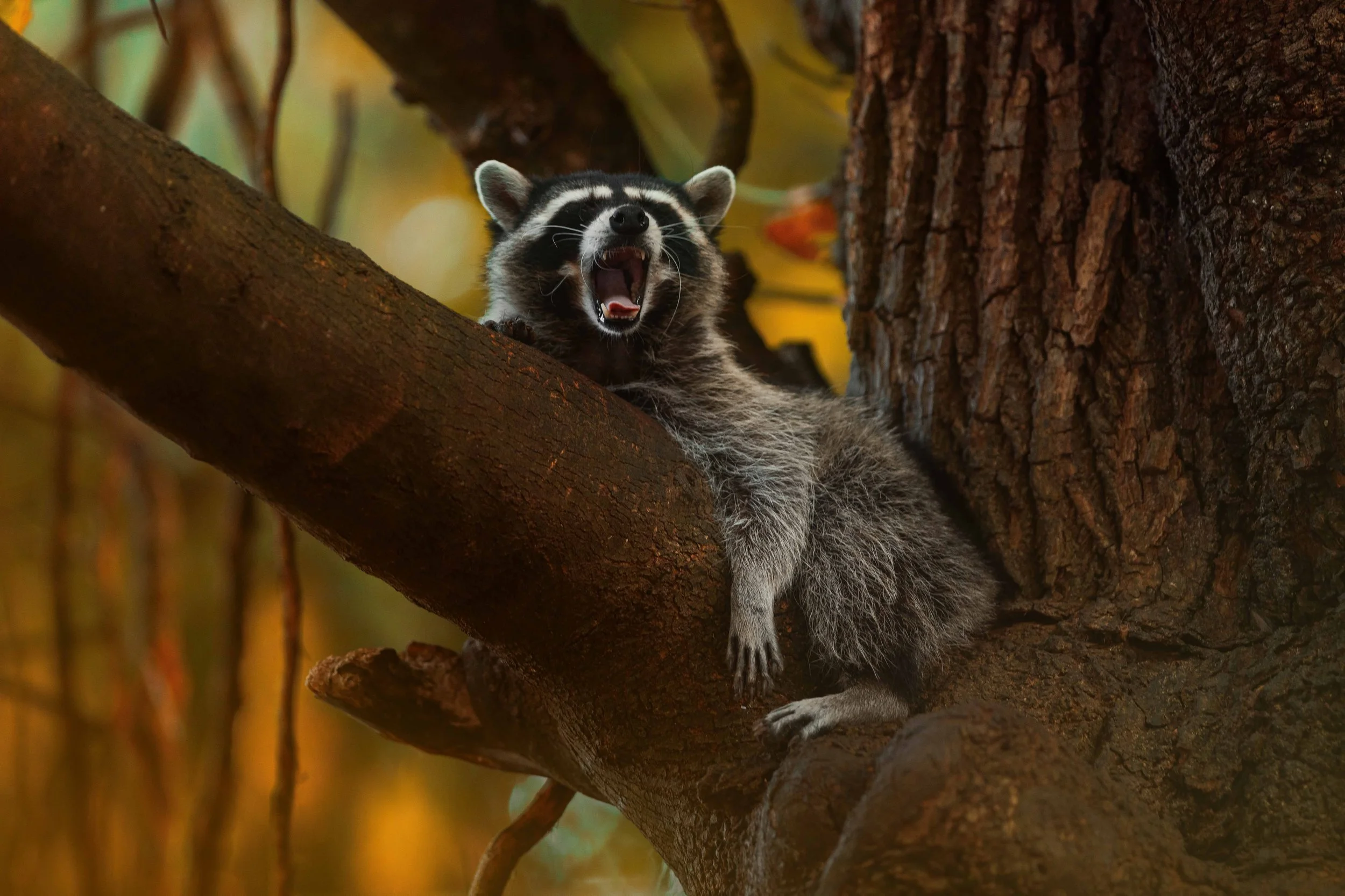 Raccoon Yawn websize.jpg