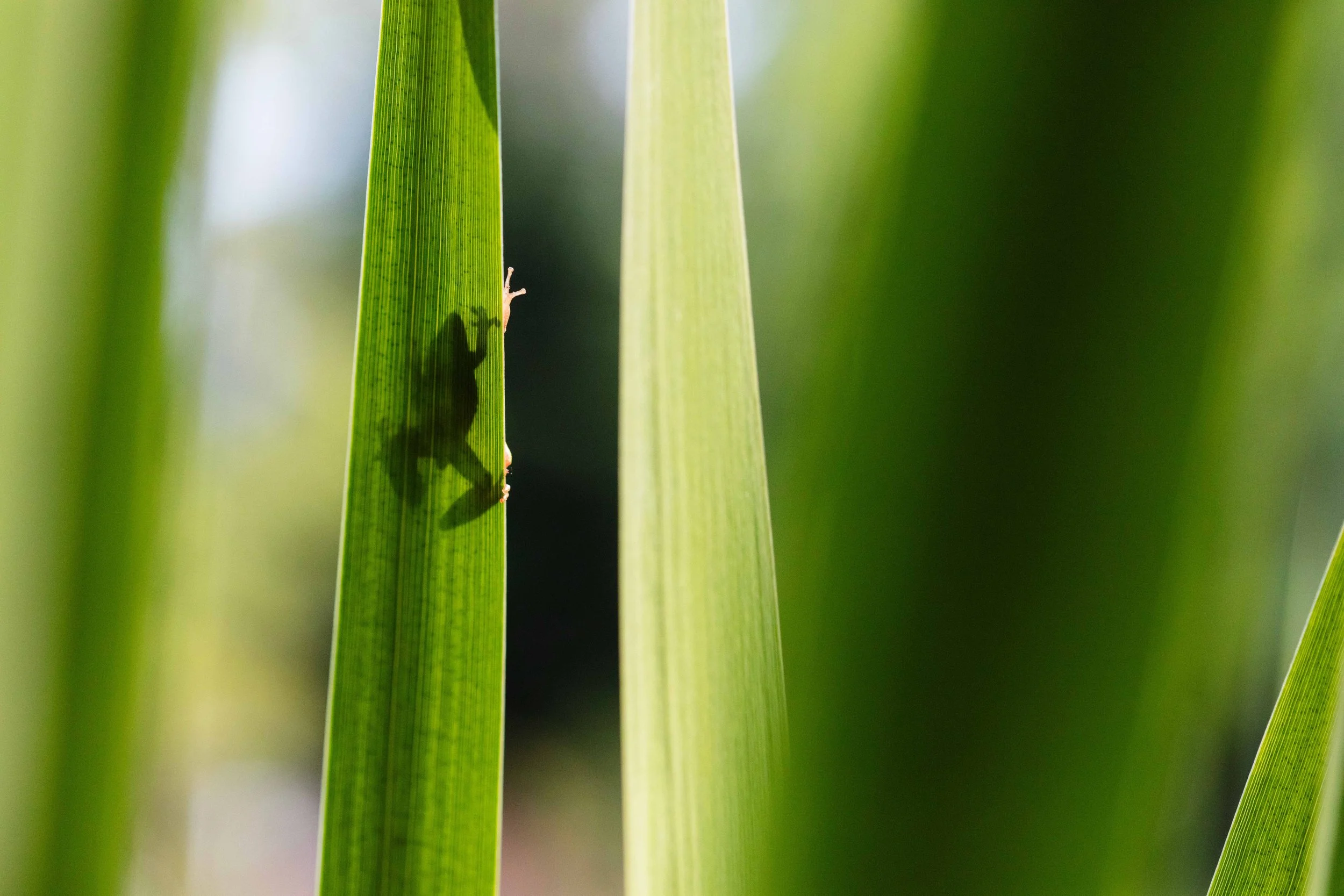 Pacific Tree Frog Shadow websize.jpg