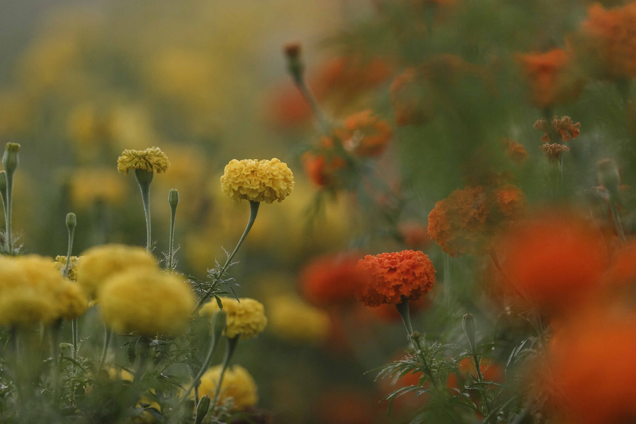 Dewey Marigolds in September websize.jpg