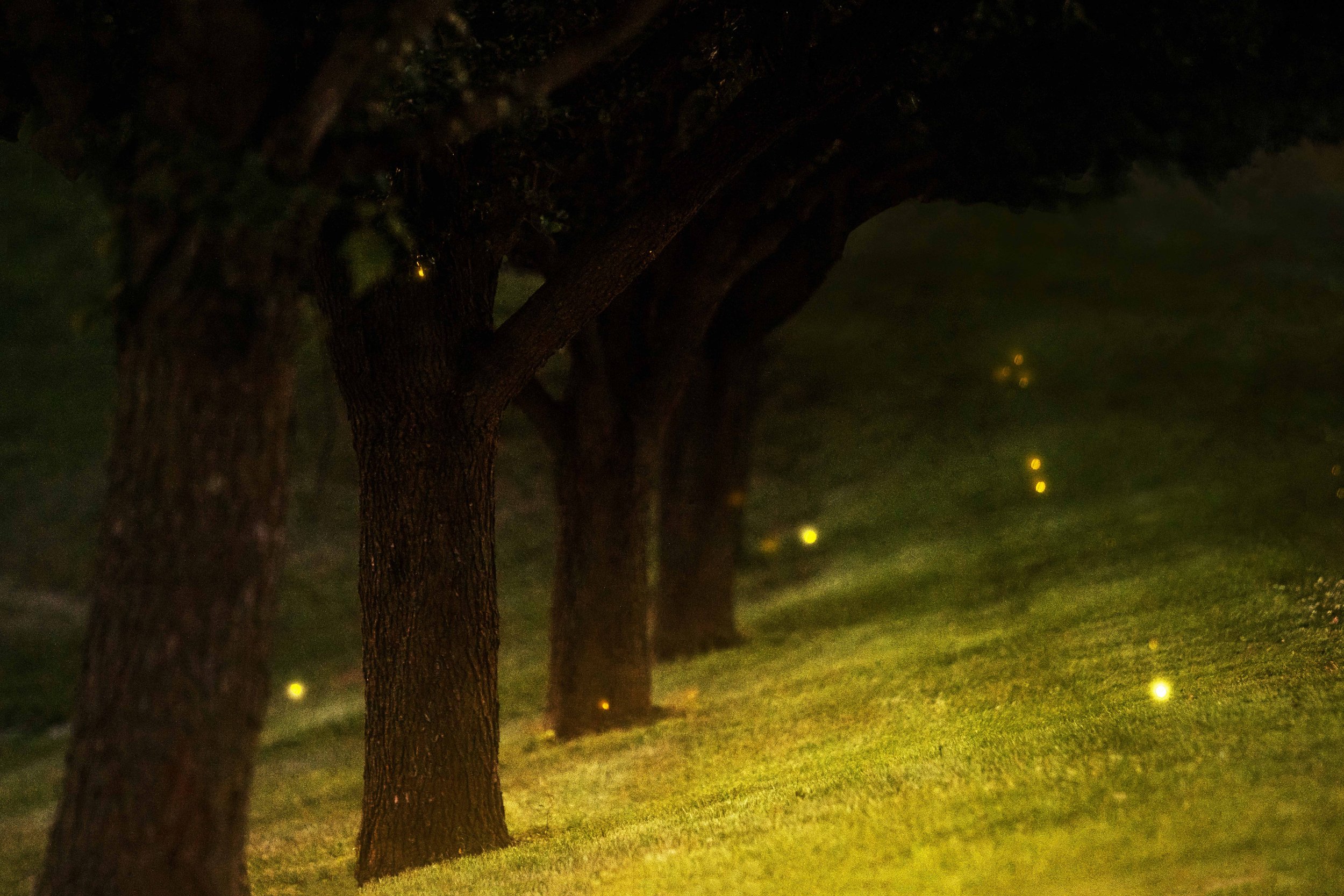 Lightning Bugs in the Forest websize.jpg