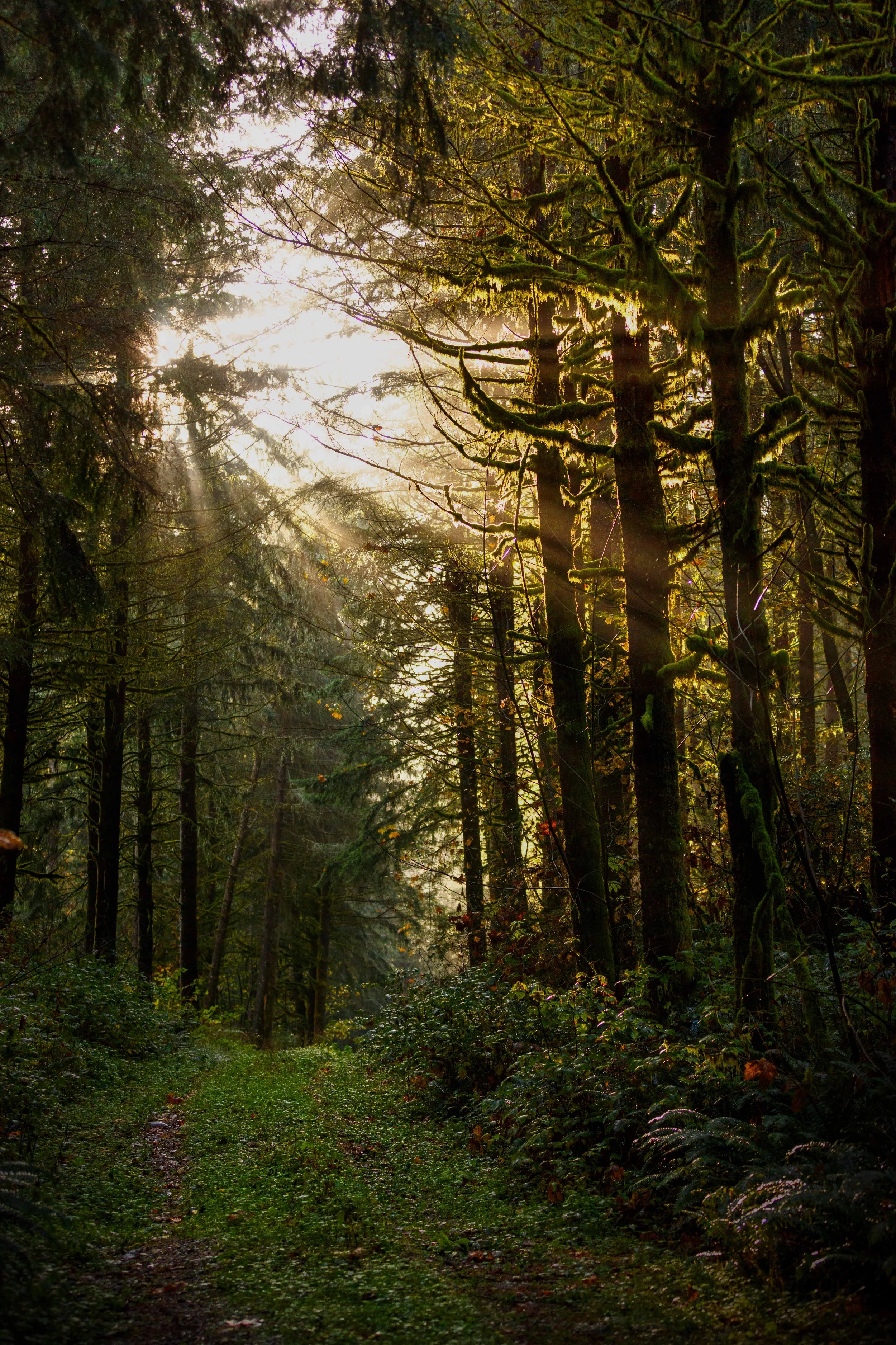 Sun After Rain websize.jpg