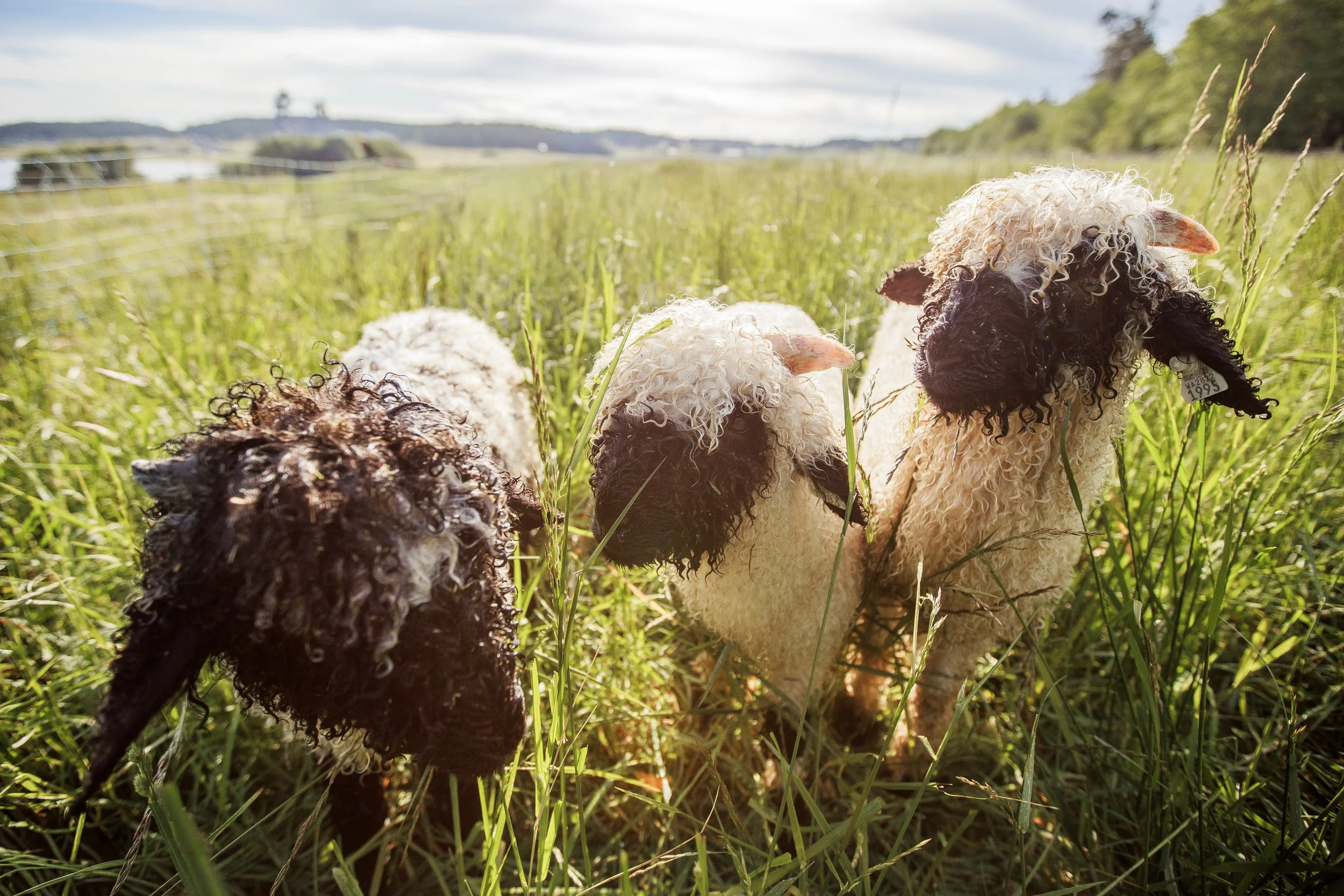 Curious Sheep.jpg