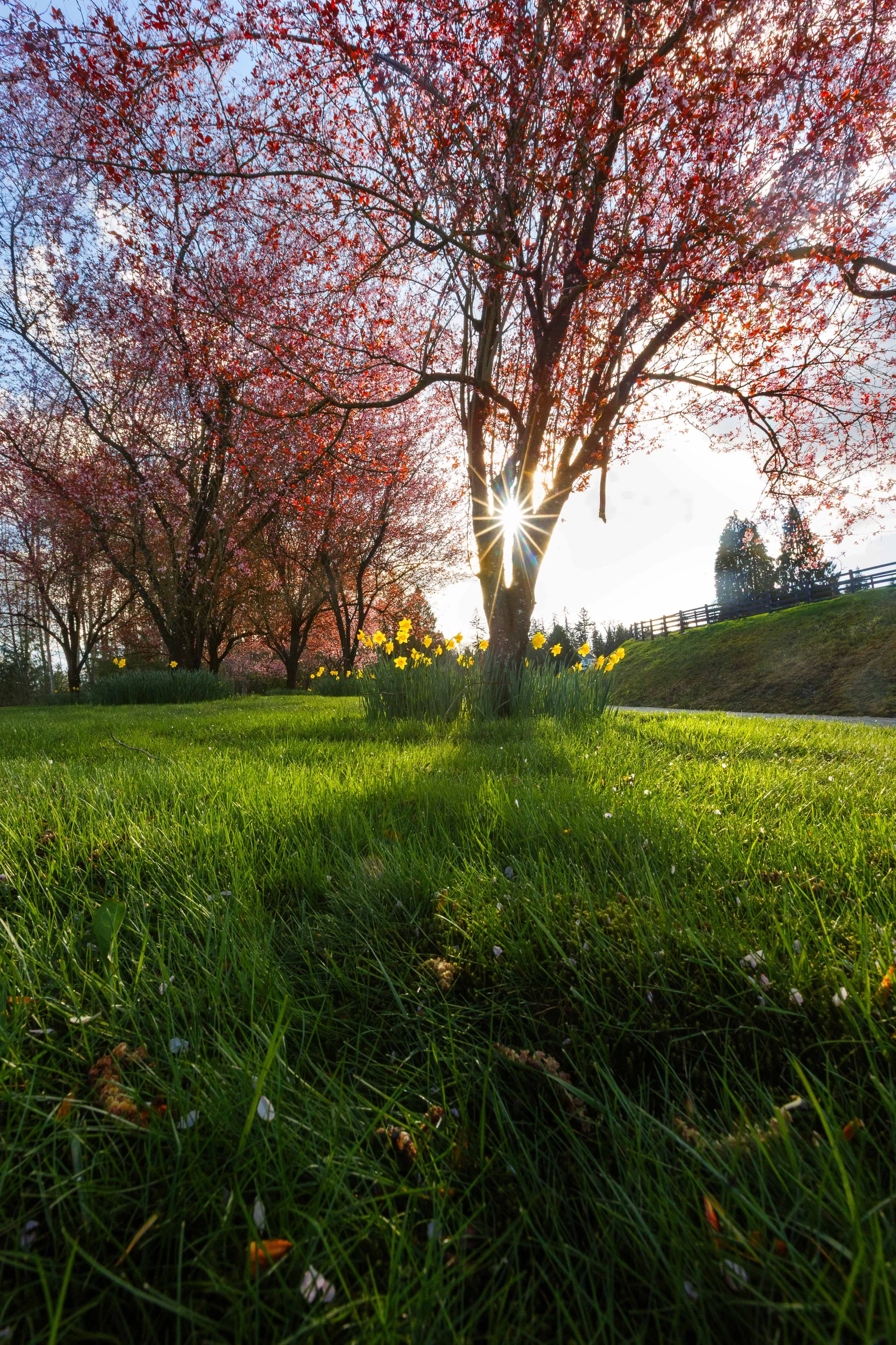 Cherry Blossoms and Daffodils websize.jpg