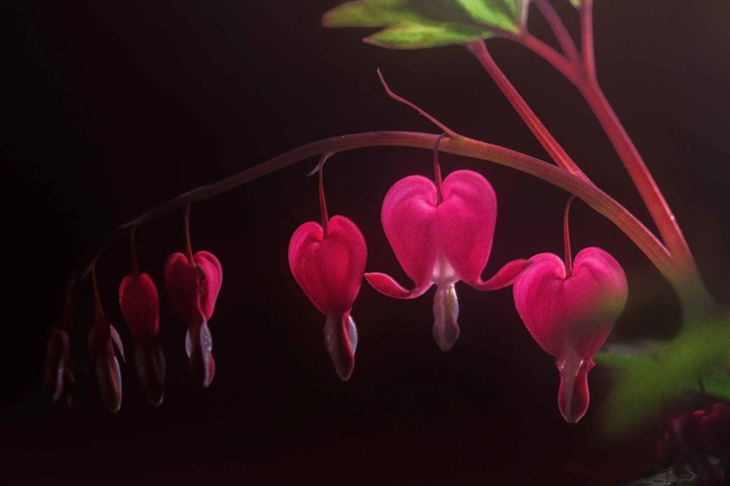 Bleeding Hearts Lit Up websize.jpg