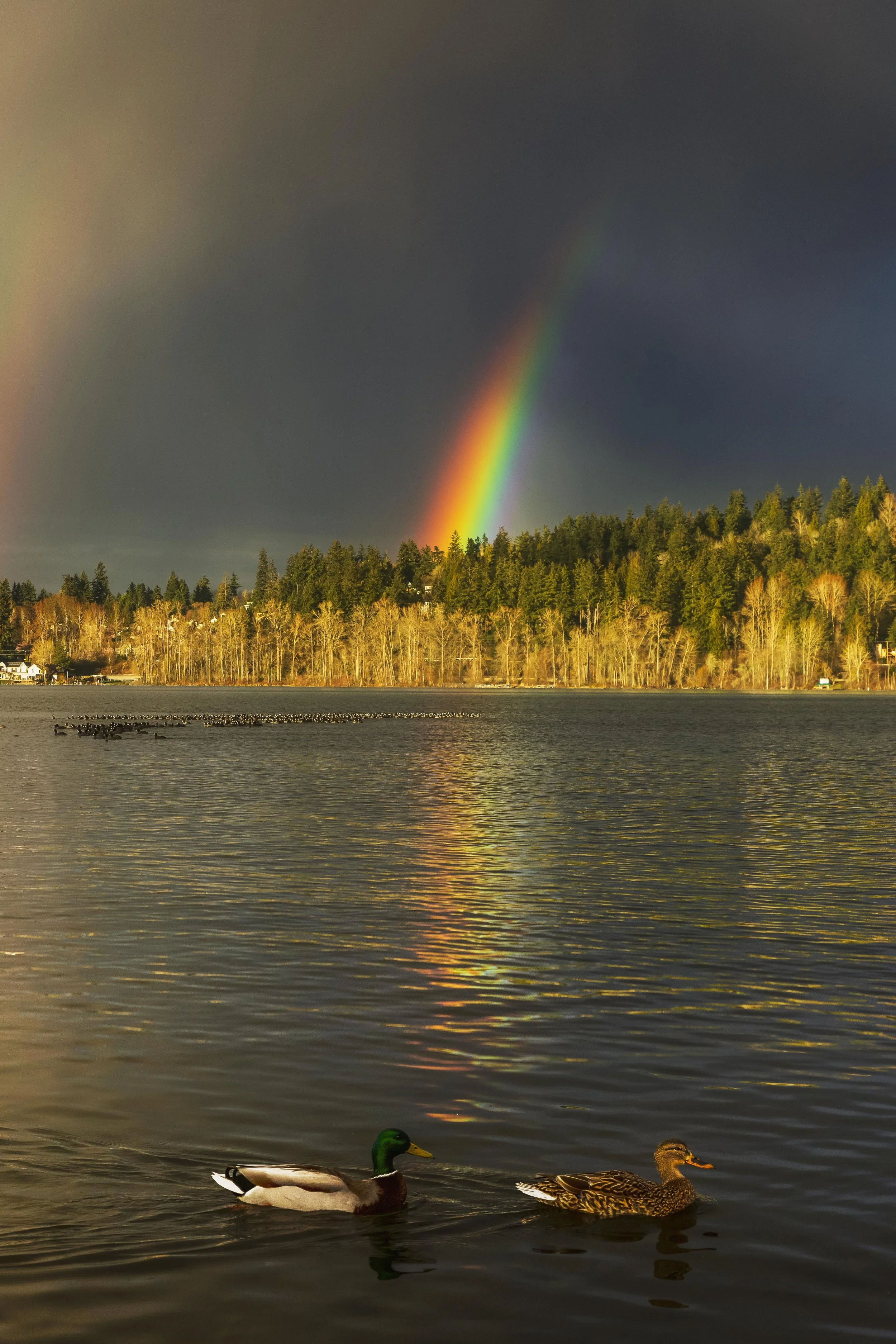 Two Ducks and a Rainbow websize.jpg