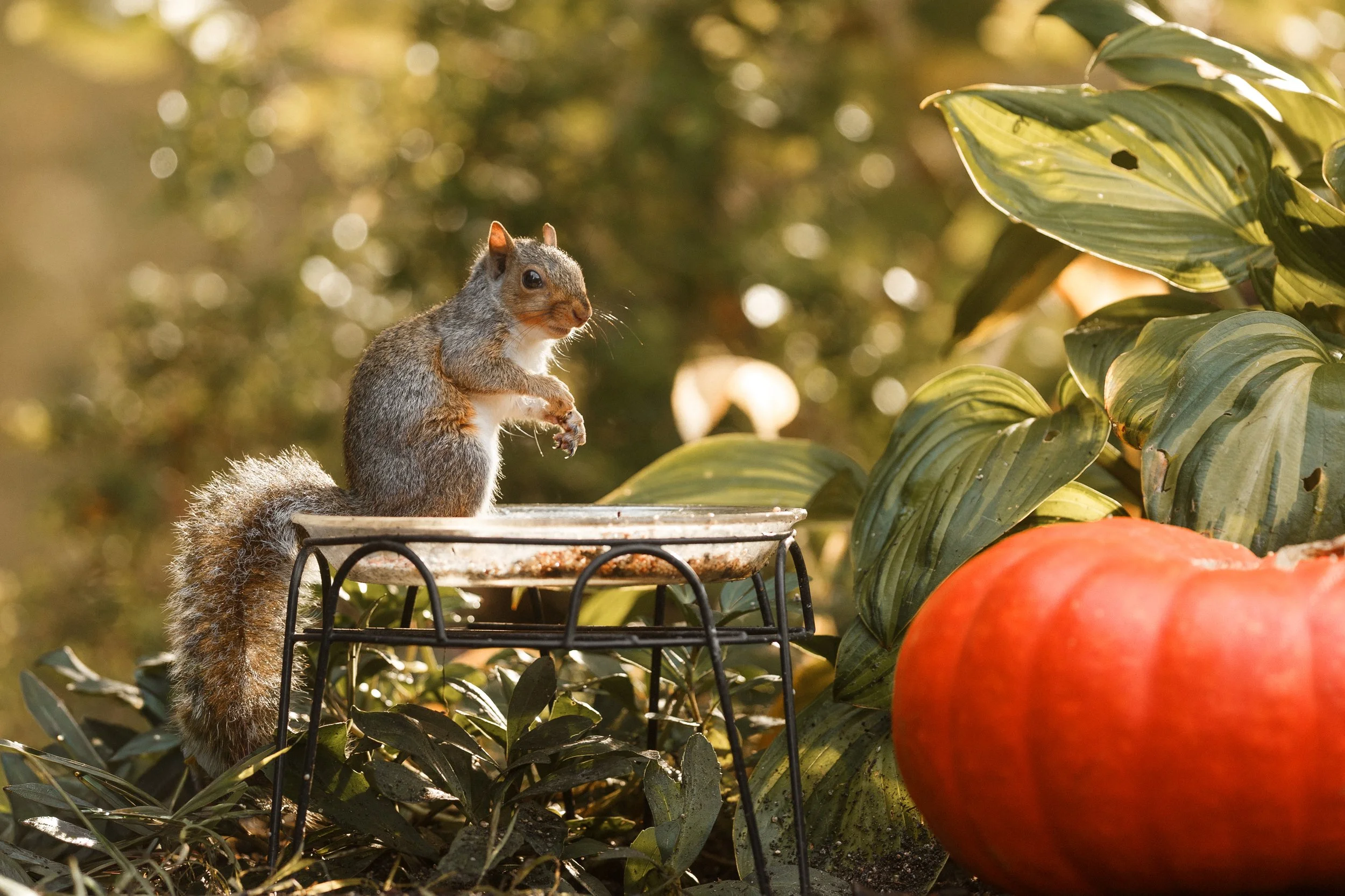 Patches in the Sunlight.jpg