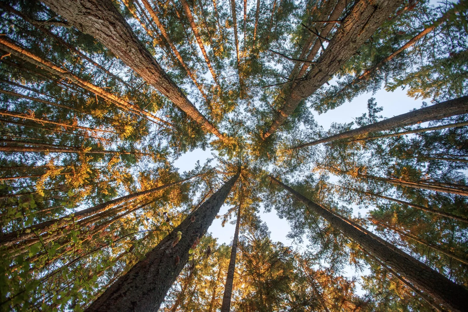 Looking Up Into the Trees.jpg