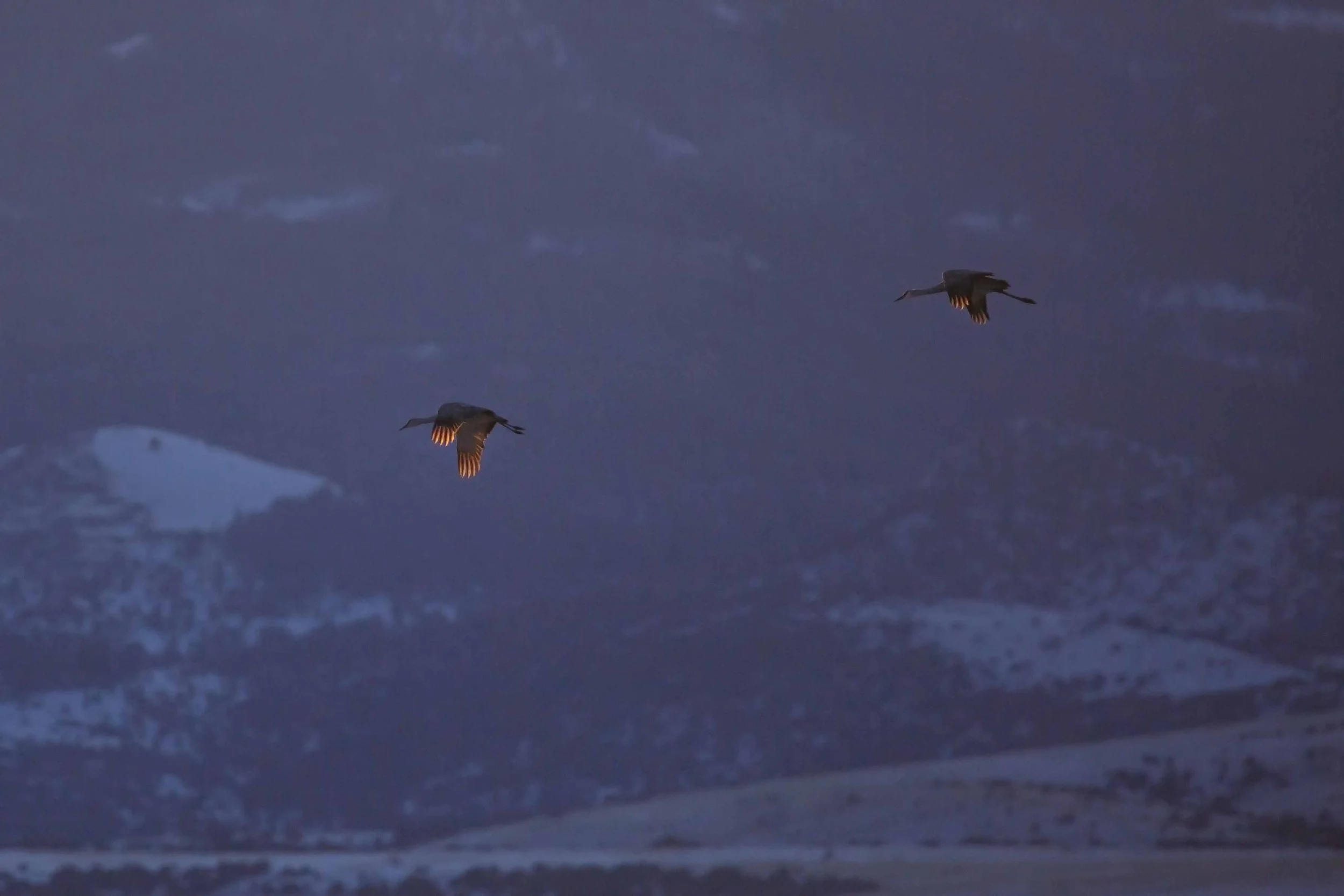 sandhill crane wings websize.jpg