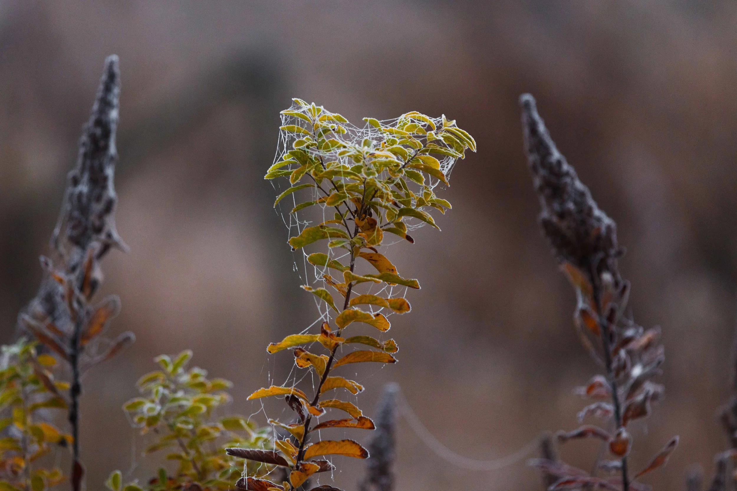 Frozen Webs on Plant websize.jpg