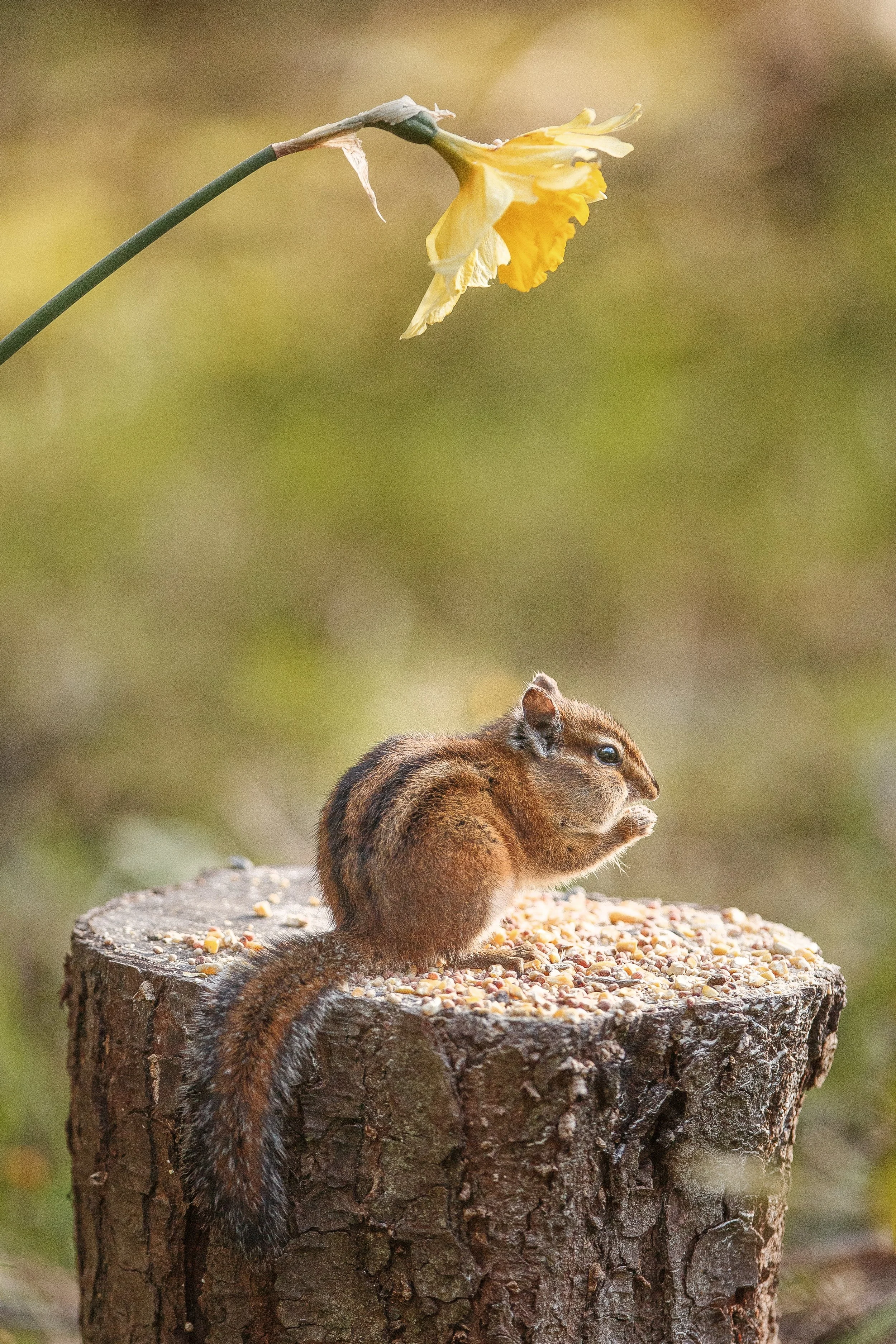 Chipmunk Underneath Daffodil.jpg